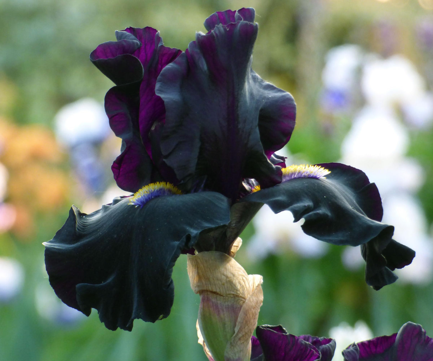 Senior Jinx Tall Bearded Iris Plant Potted - Black Flowers Garden Perennial, Stargazer Perennials