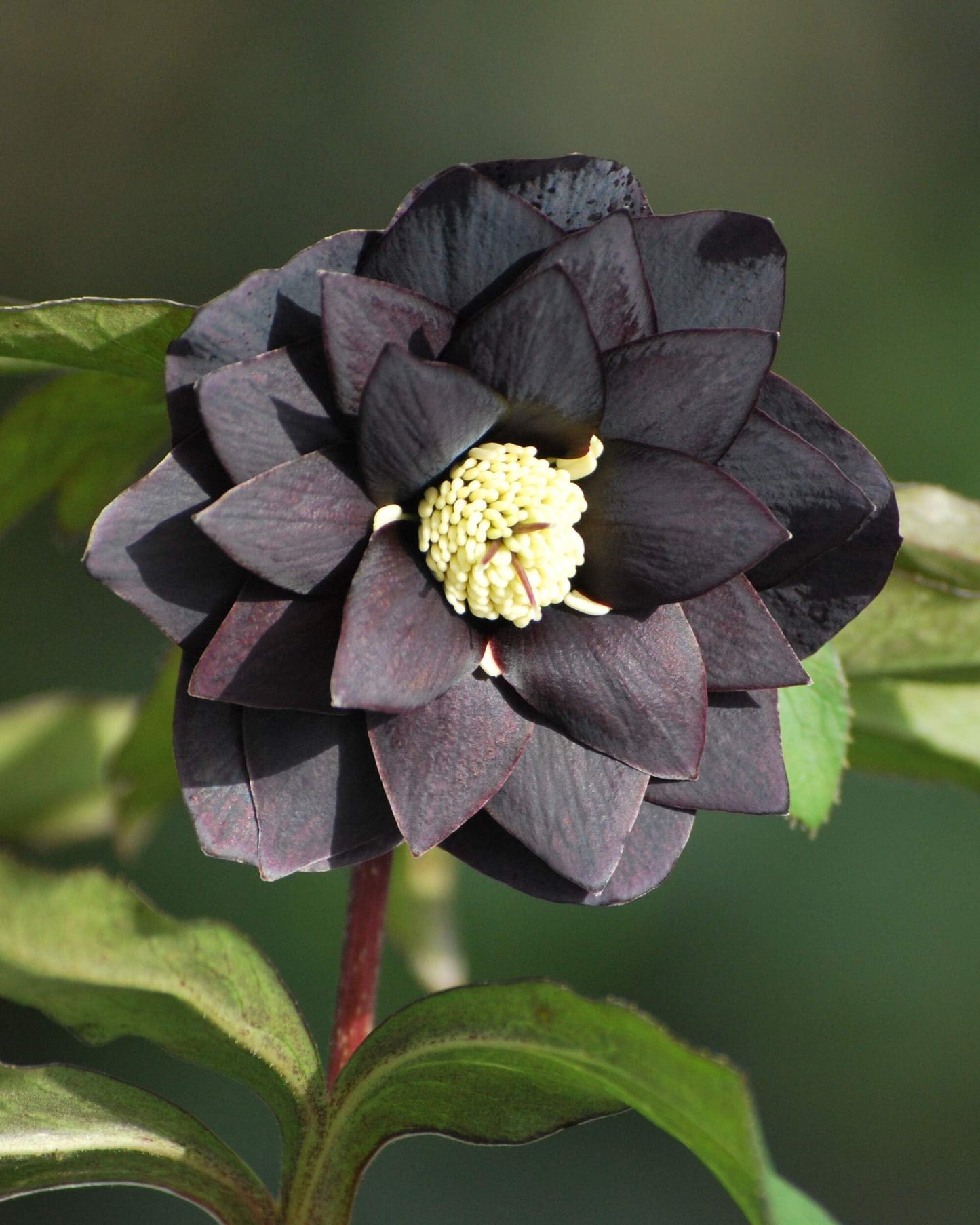 Perennial Farm Marketplace Helleborus x Winter Jewels 'Onyx Odyssey' (Lenten Rose) Perennial, 1 Quart, Near Black Flowers