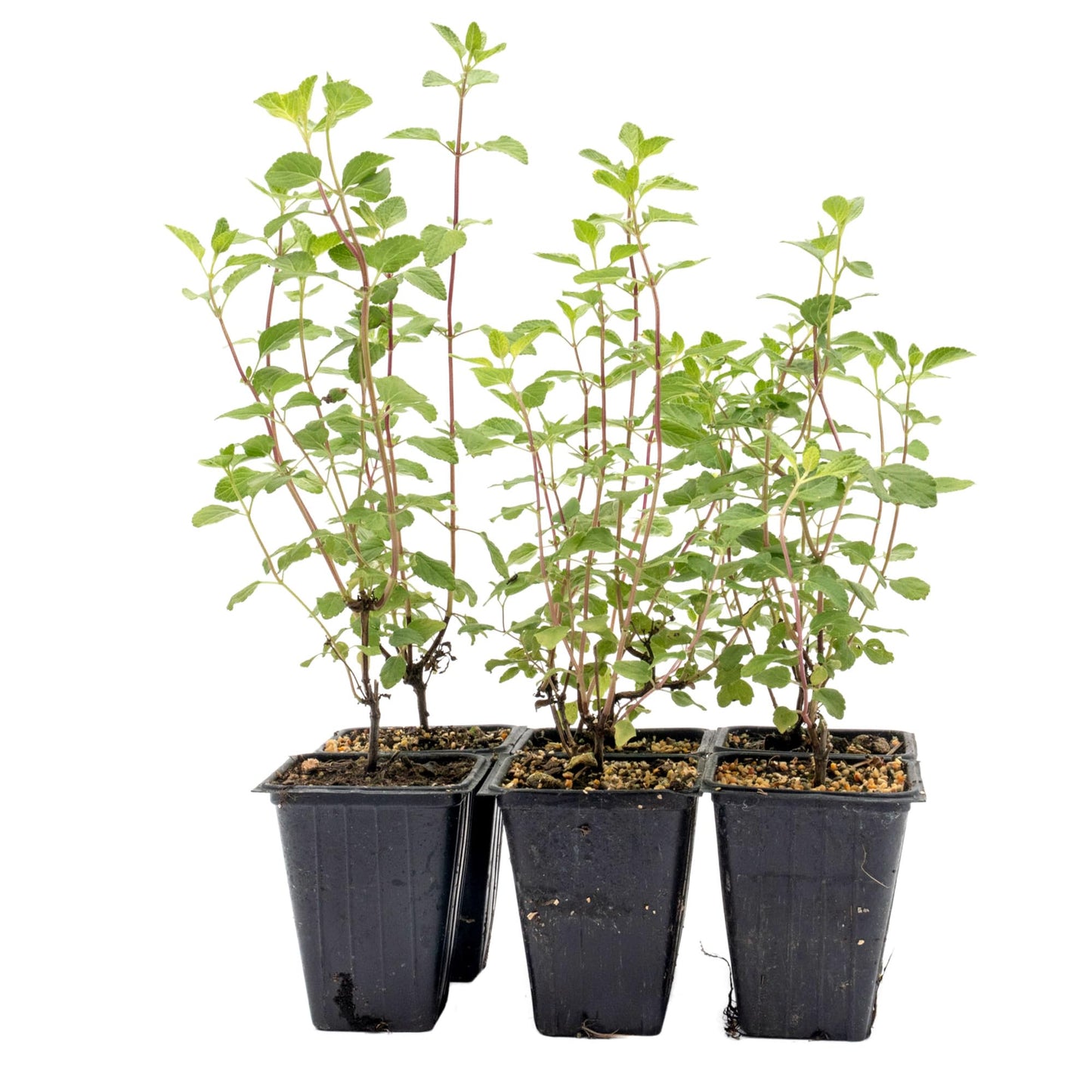 6 Hot Lips Sage in 3.5” Nursery Cubes (Salvia microphylla ‘Hot Lips’) | Vibrant Red & White Flowering Perennial Shrub for Borders, Containers & Pollinator Gardens | Ready-to-Plant Live Starter Plants