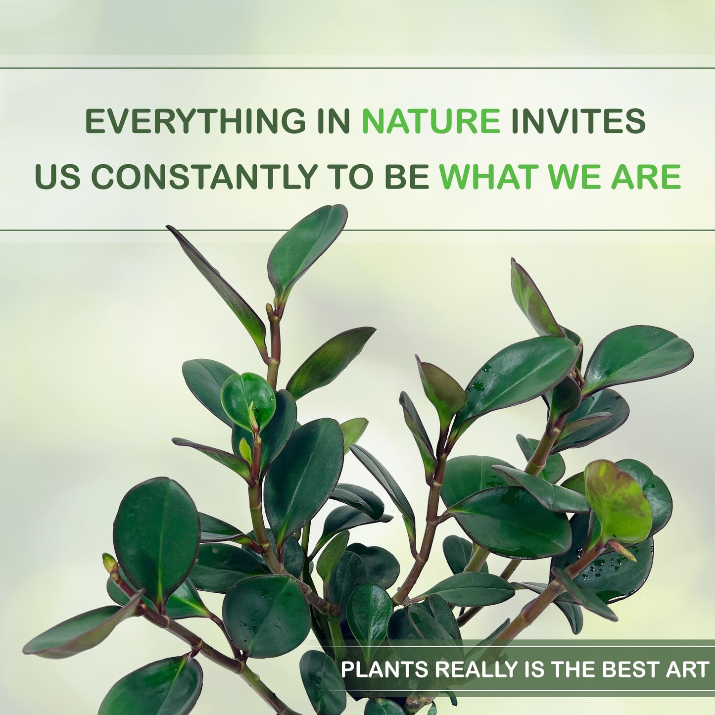 LEAL PLANTS ECUADOR Peperomia Thailand (Pack of 2) Live Indoor Plant, Easy-Care Tropical Houseplant, Natural Air Purifier, Perfect for Home Decor, Unique Gift for Plant Lovers