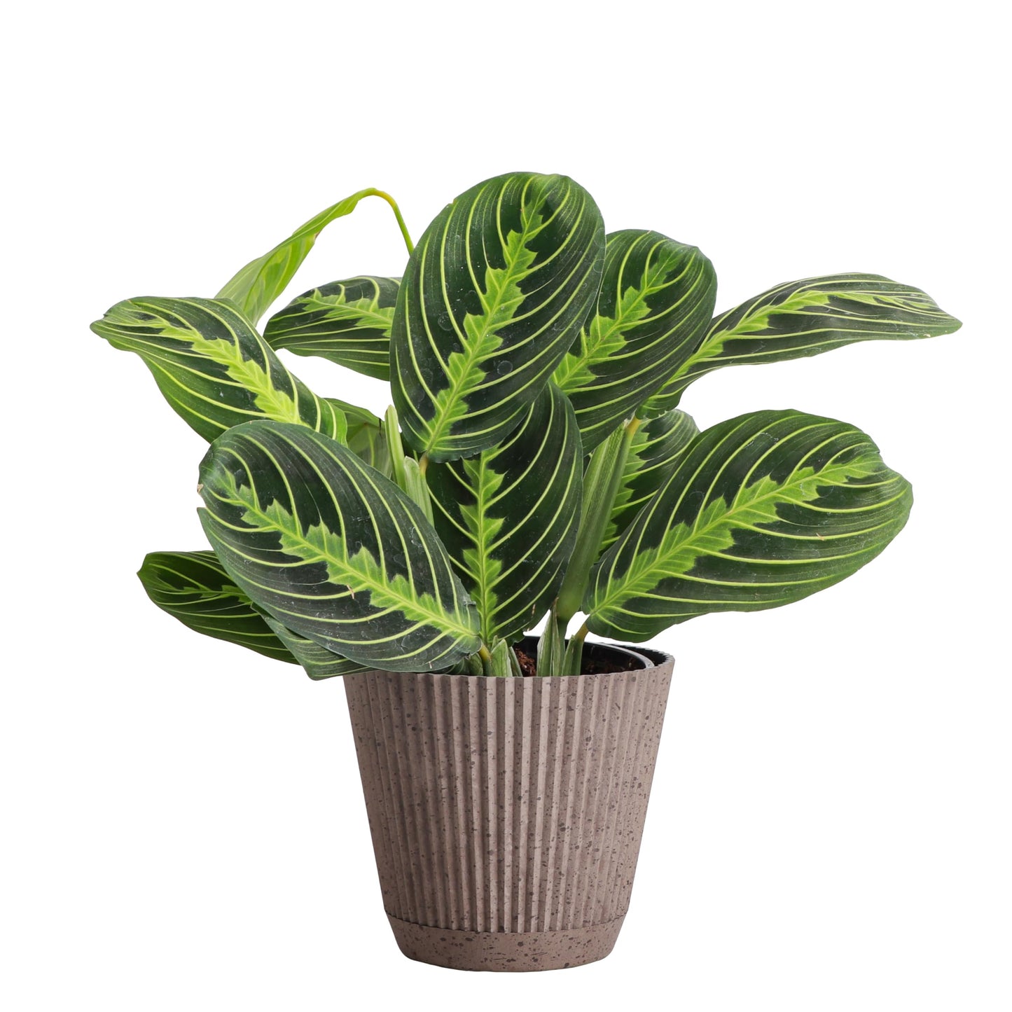 Thorsen's Greenhouse Lemon Lime Prayer Plant, Live Indoor Plant, Pet Friendly, Attractive Houseplant, Lemon Maranta, Natural Air Purifier, Easy to Grow, 4" Diameter Pot (Coffee)