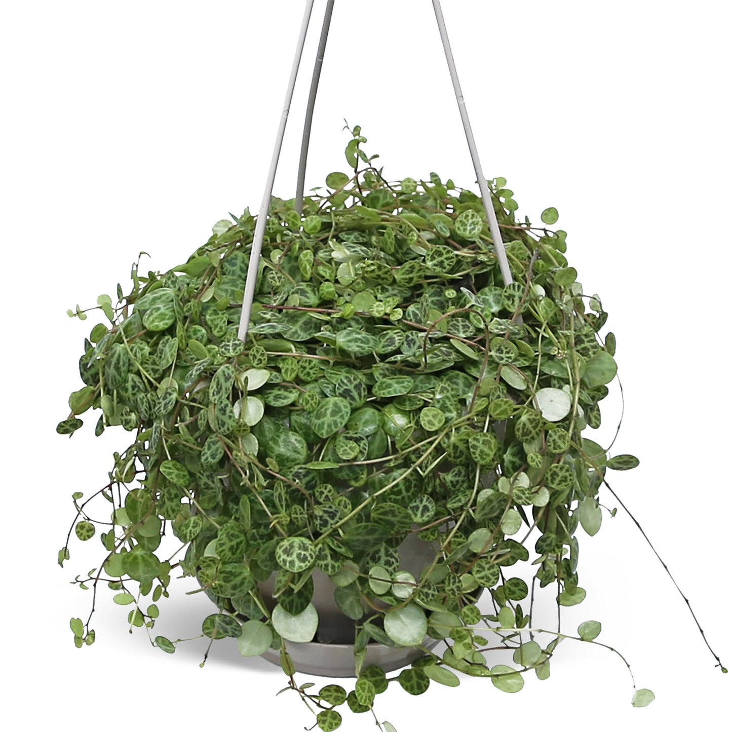 Live String of Turtles, Peperomia Prostrata, Jade Necklace, Gardener Gift, Wedding Decor, Housewarming Gift for The First Home, Office Gift, Indoor Plant in 4.5" Hanging Basket