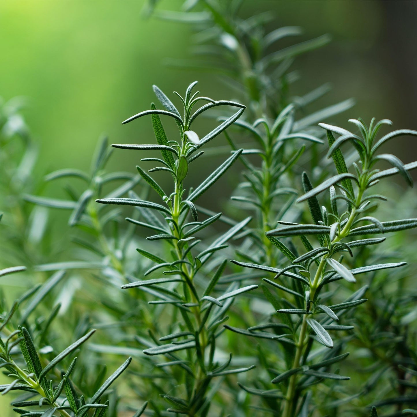 Perfect Plants Southern Living Chef's Choice Rosemary Bush in 1 Gallon Pot | Live Plant | Edible, Aromatic herb for Home Cooking and Gardening | Great for Cooking and Grilling | Zones 7-10