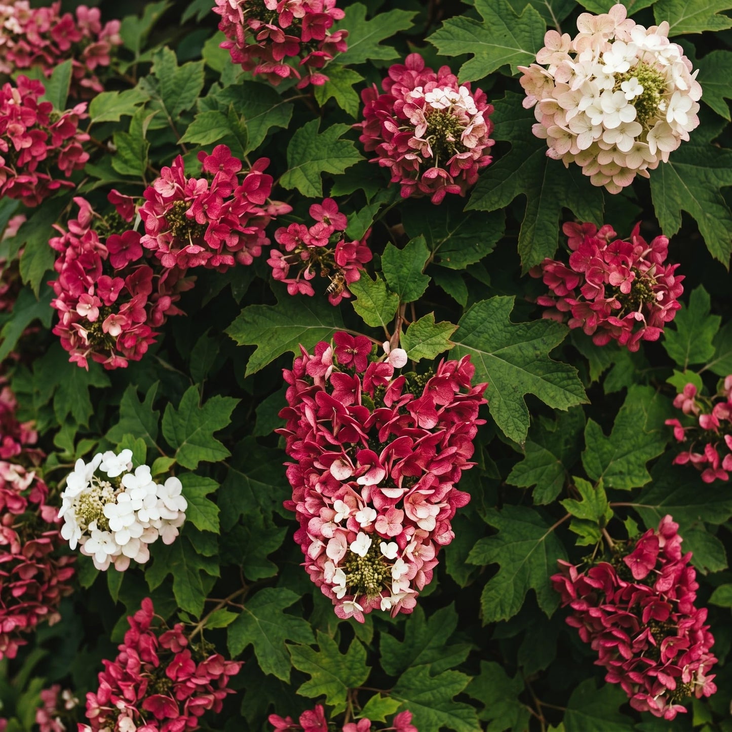 2 Ruby Slipper Oakleaf Hydrangea Live Plants Shrubs, 6-10" Tall - Quart Pot, Hardy Hydrangea Bushes Ready to Plant, Color-Changing Blooms Flowering Shrub for Garden & Landscape