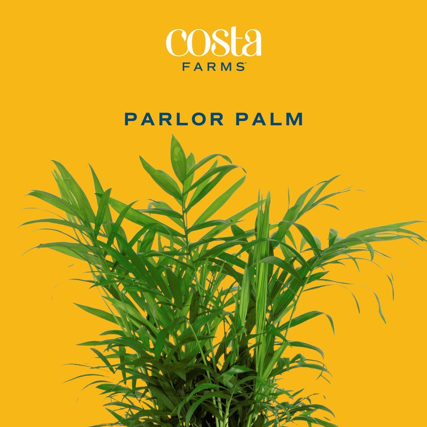 Costa Farms Parlor Palm Live Plant in Plastic Pot, Air Purifying Indoor Houseplant, Perfect for Home, Room, or Office Decor, Great House Warming or Birthday Gift, 14-18 Inches Tall