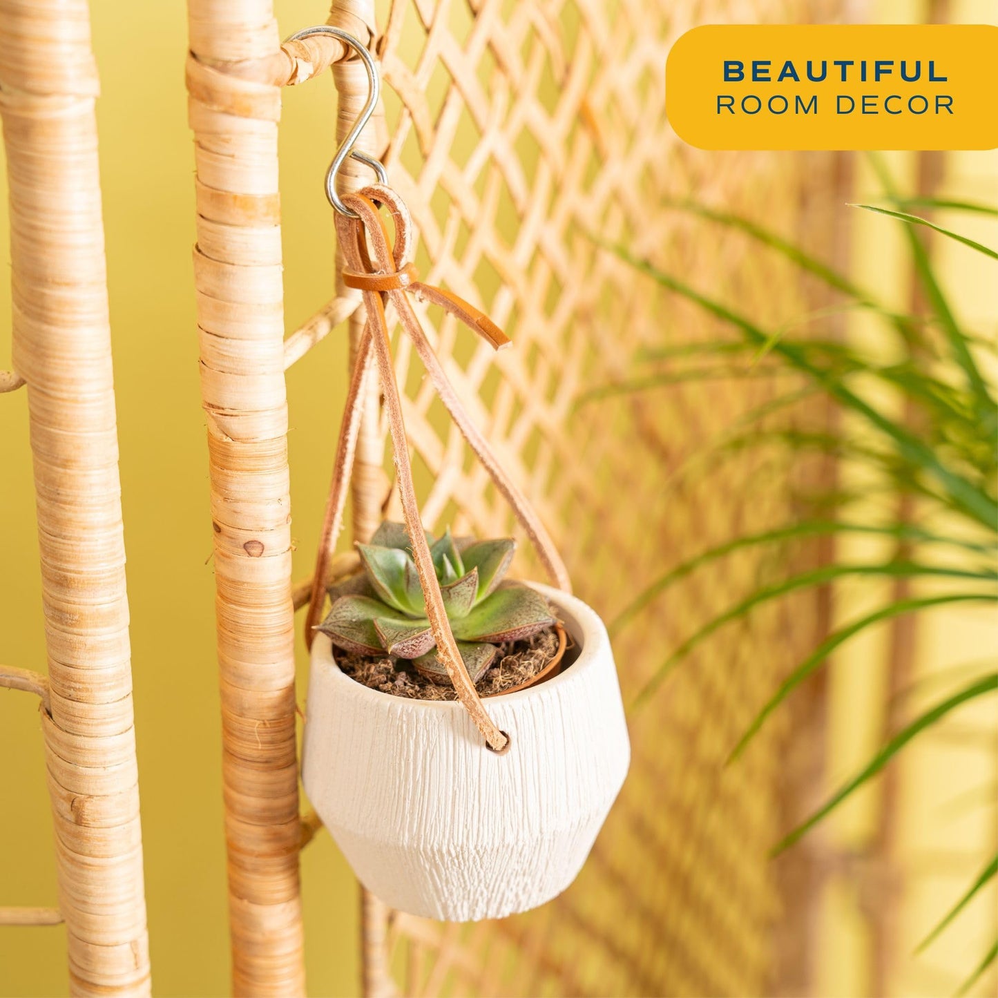 Costa Farms Succulent Plant, Live Indoor Mini Succulent Plant in Hanging Basket Succulents Plant Pot, Potting Soil Mix, Grower's Choice, Easy Grow Houseplant, Home and Room Decor, 2-Inches Tall