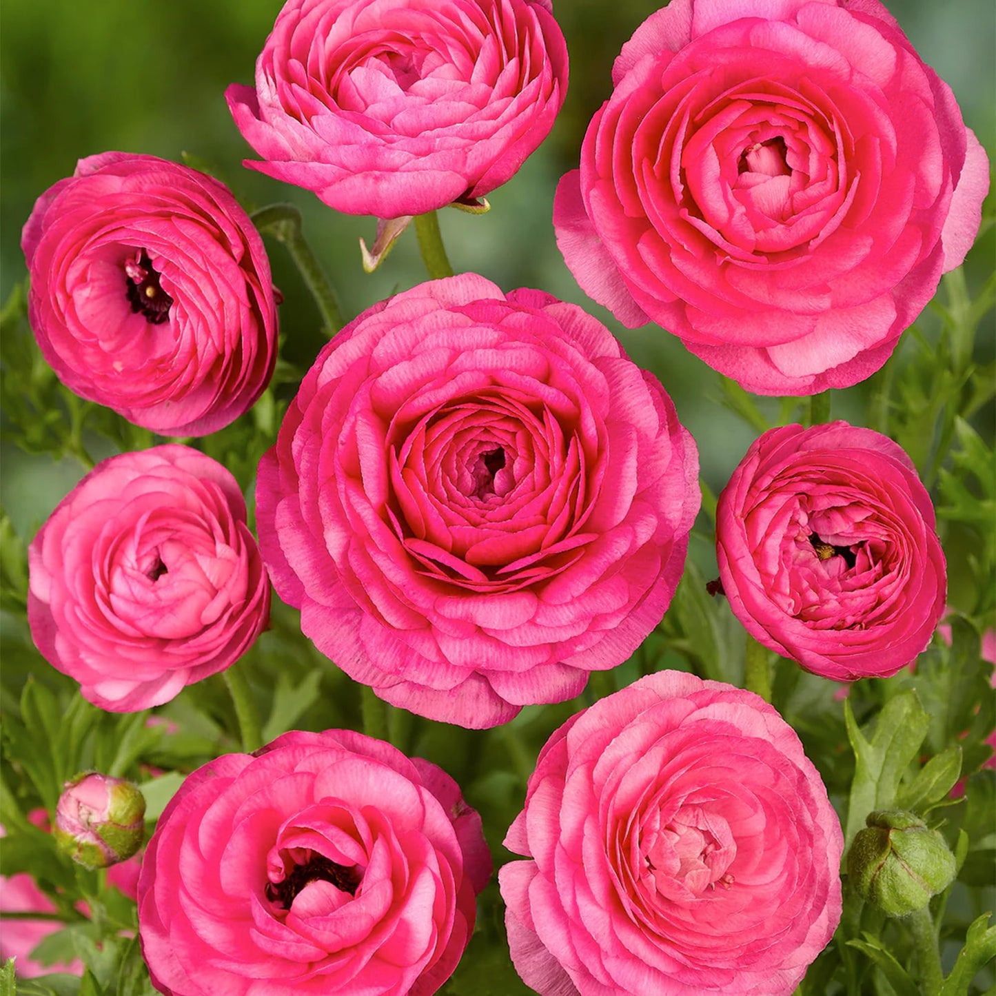 Bloomingbulb Pink Ranunculus Flower Bulbs (10-Pack) 🌸 Perennial Bulbs for Planting Outdoors – Lush, Layered Blooms – Elegant Fall Flowers Bulbs for Beds & Bouquets