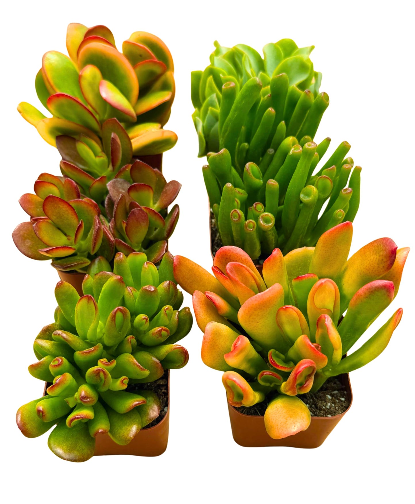 Succulents Plants Live Jade Plant 2" 3-Pack Mystery Collection, Live Jade Plant Starter Collection, Live Succulent Plants in Grower Pots with Succulent Soil Mix by The Succulent Cult