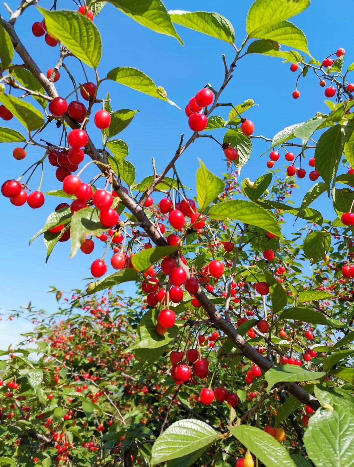 30 Pcs Cherry Seeds Planting for Outdoor Indoor