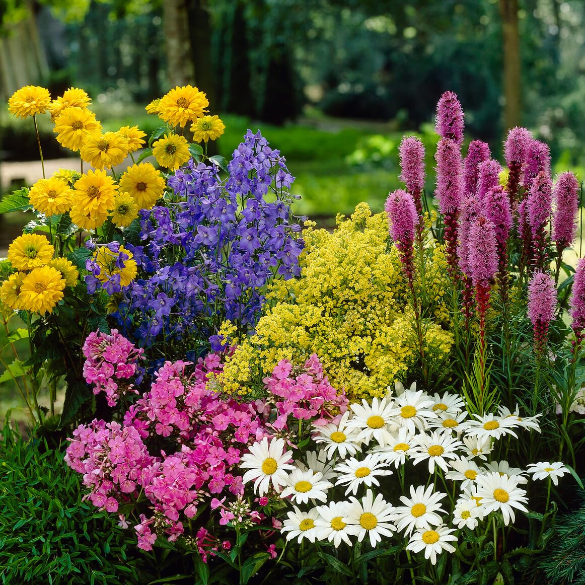 Complete Perennial Pollinator Flower Bulb Garden - 30 Bulbs for 50 Days of Continuous Blooms (Summer Color from July Through October) - Easy to Grow Summer Planting Bulbs by Willard & May