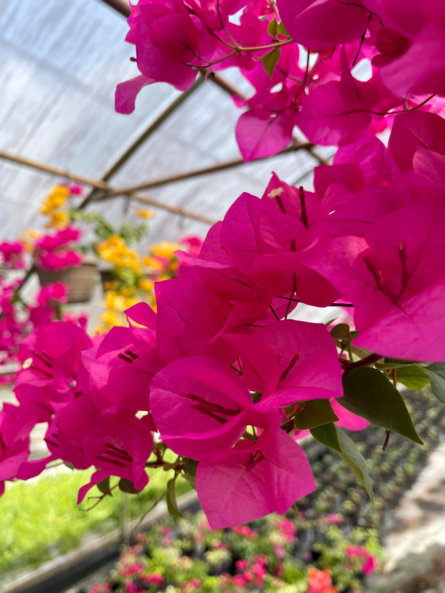 16" Tall Pink Bougainvillea Live Well Established Plant in 6" Pot with Wood Trellis Bright Colors Flowering Vine Indoor/Outdoor Perennial/Annual Tropical