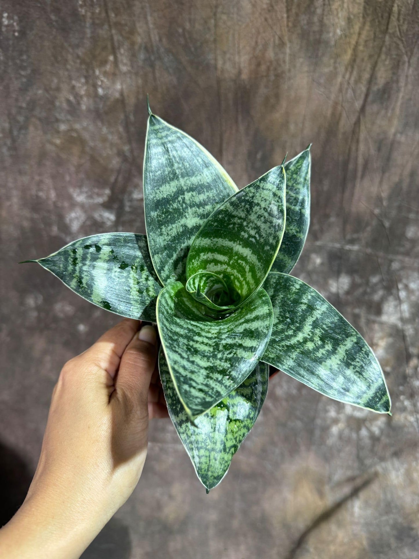 PLANTVERS Sansevieria Trifasciata 'Hahnii' in 4" Grow Pot –Bird’s Nest Snake Plant – Easy Care Air Purifying Indoor Houseplant - Tropical Houseplant