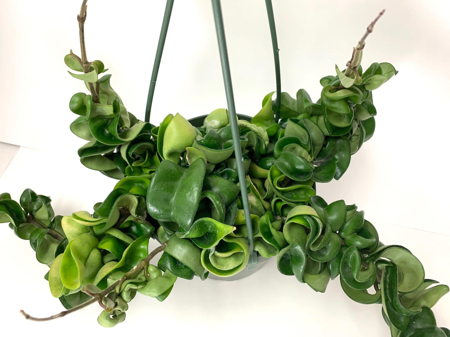 Hoya Compacta aka Hoya Hindu Rope Available in Large 6" Hanging Pot - Live Hoya Plant Air-Purifying Vine (XXL 6" Hanging Pot, Vines 1-3ft Long)