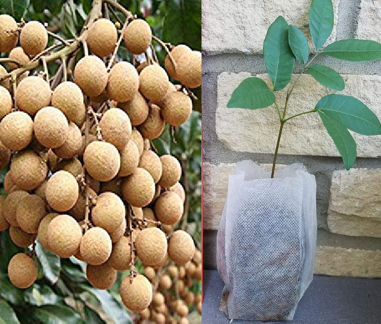 One Seedling of Longan Dimocarpus - Dragon Eye - Healthy Live Seedling Plant