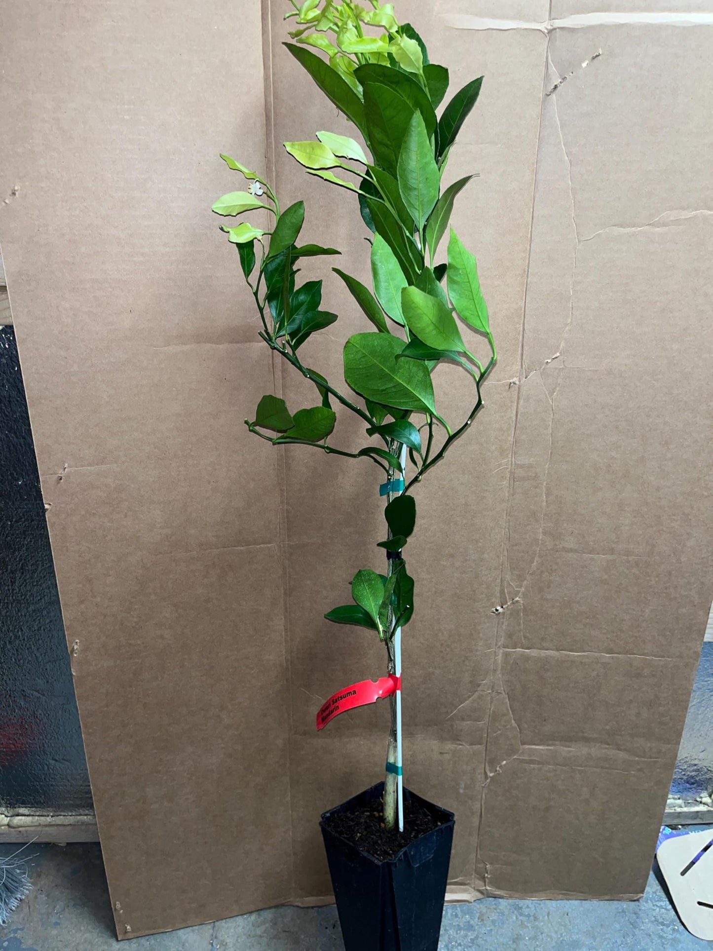 California only! Calamondin Calamansi Semi-Dwarf Tree, 24-36" Tall, grafted