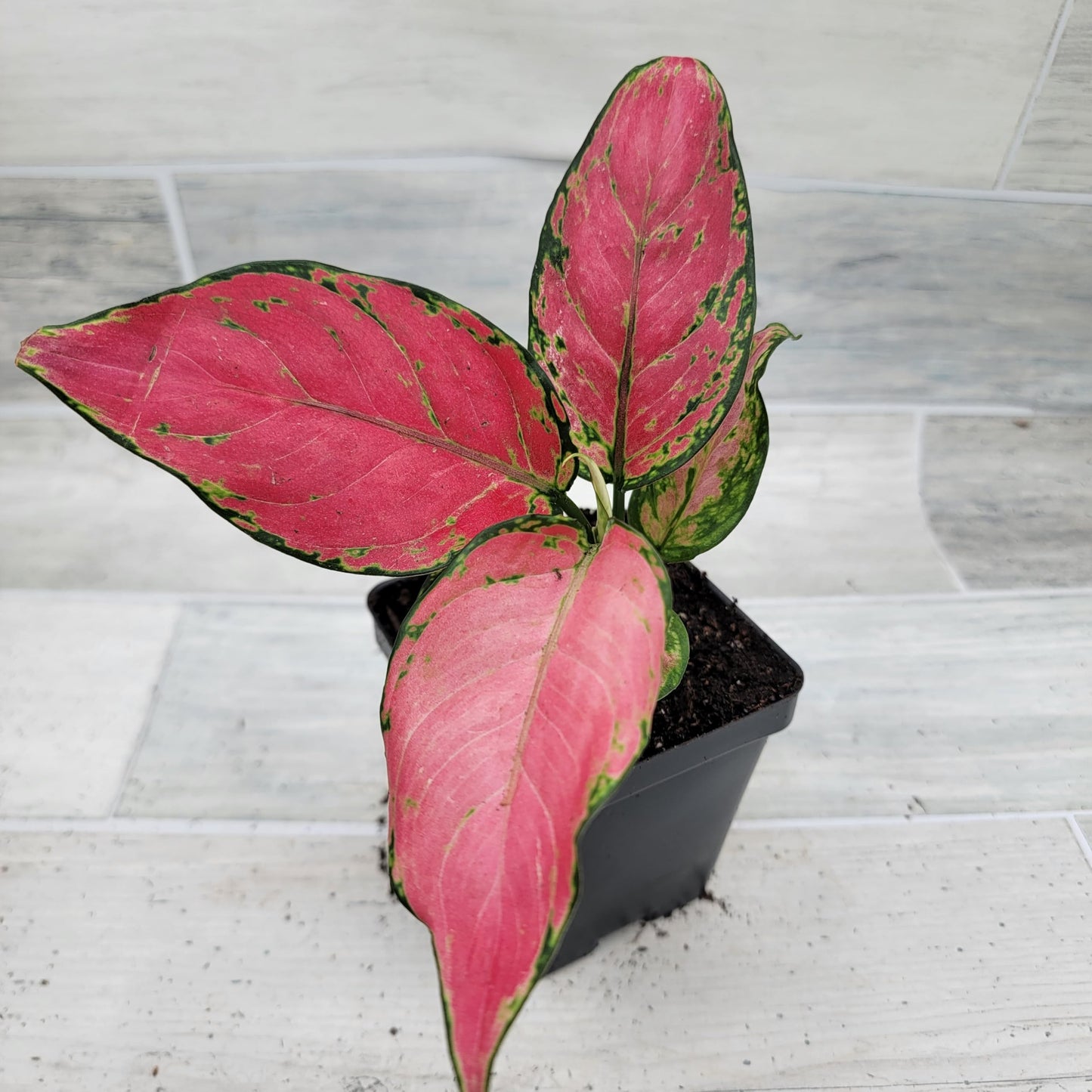 Aglaonema Wishes Pink Lady Valentine, Chinese Evergreen Live Rare House Plants All Plants are Fully Rooted Plants in 4 inch Pot by 3exoticgreen