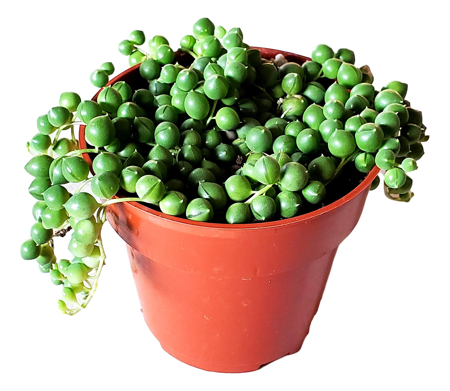 Succulent String of Pearls (Senecio Rowleyanus)-Live Trailing Plants Fully Rooted & in Bloom - Rare House Plant for Home Office Wedding Hanging Decoration - 4" Pot with Soil Mix by FATPLANTS