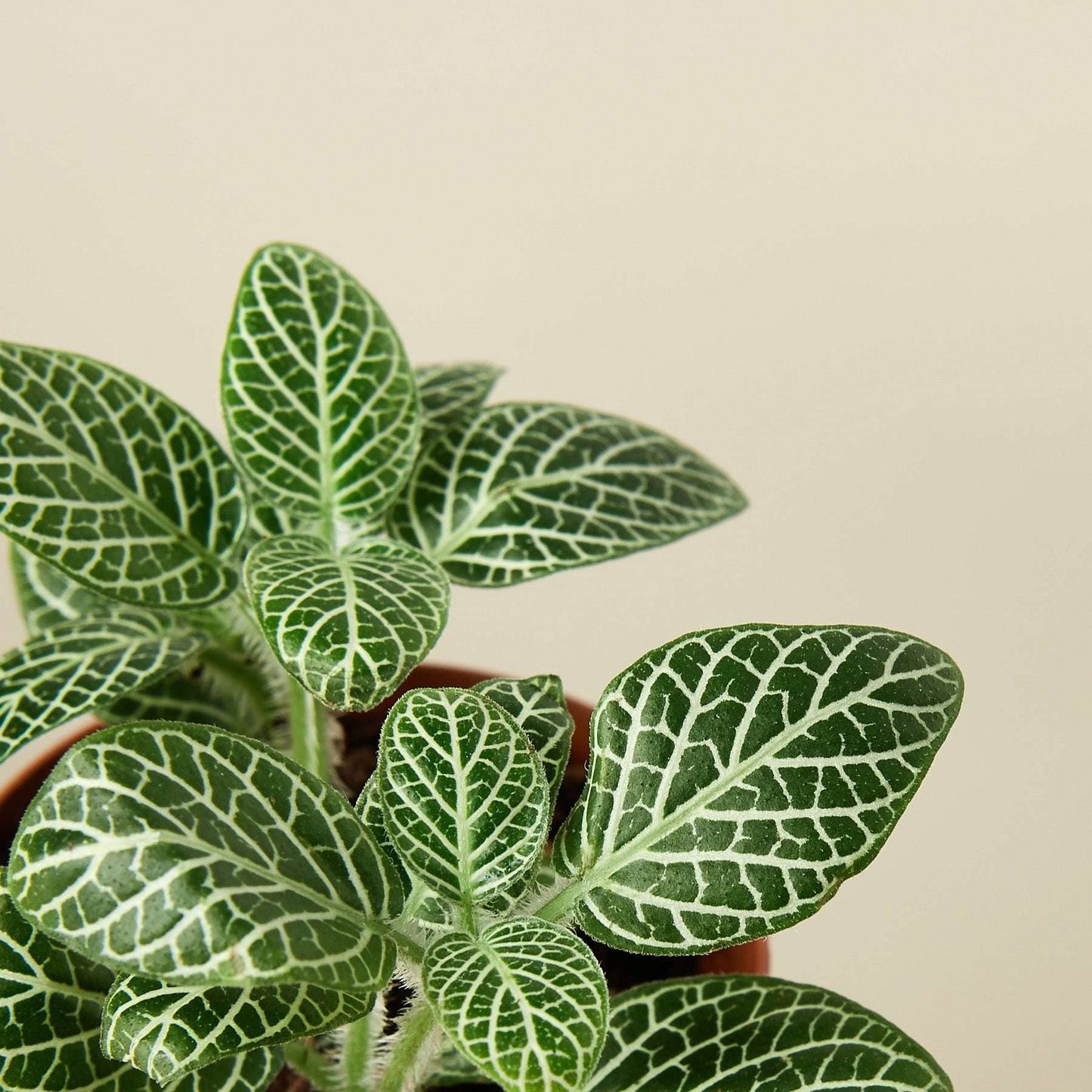 Fittonia White Live Plant for Indoor | Different Houseplants in 4'' & 6'' Pot | Real House Plant for Living Room, Office, Desk & Bathroom | Nerve Plant | Fittonia albivenis
