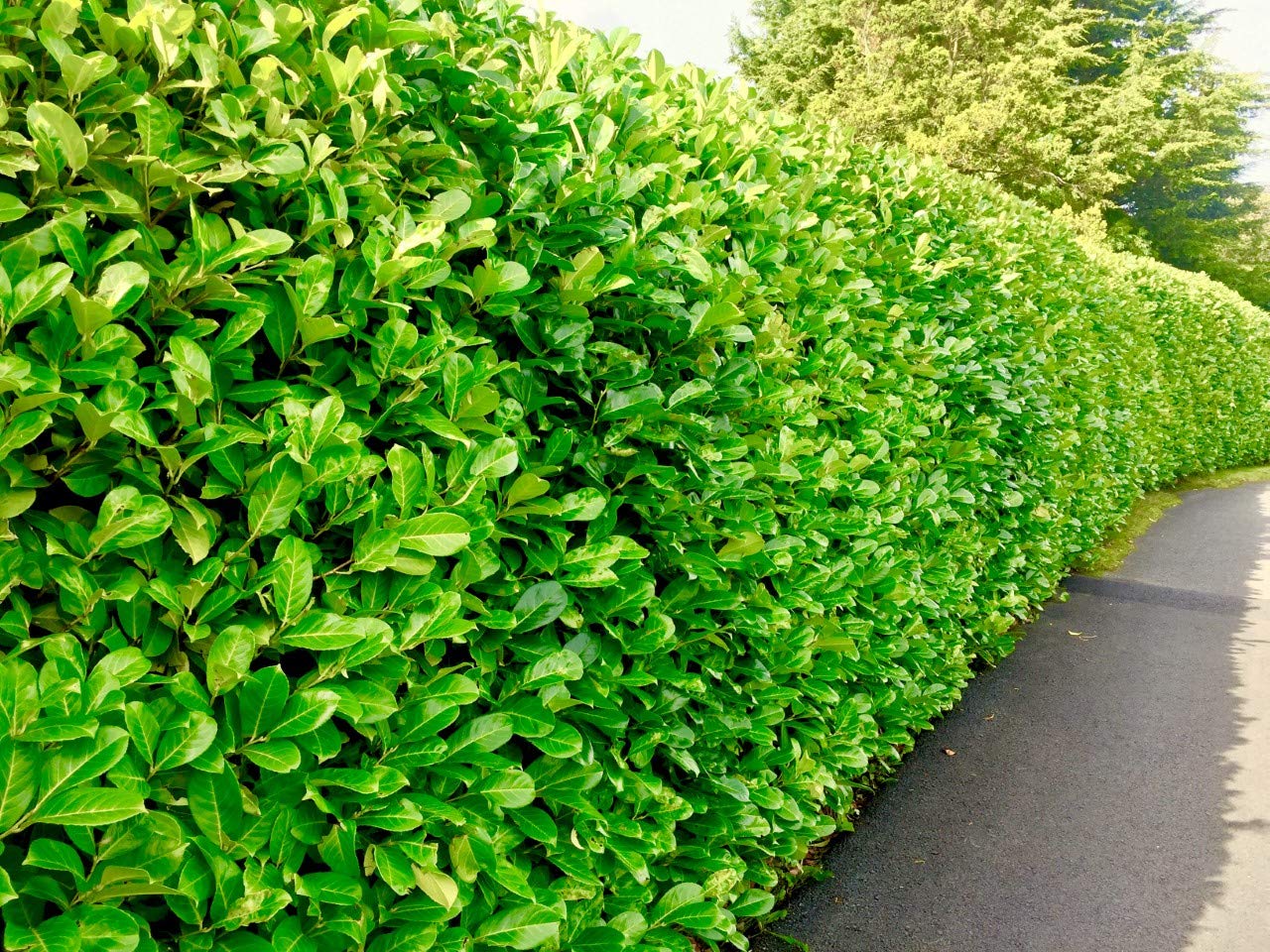 10 Cherry Laurel Evergreen Hedging 40-60cm Potted Not Bareroot by Sunnyside Nurseries