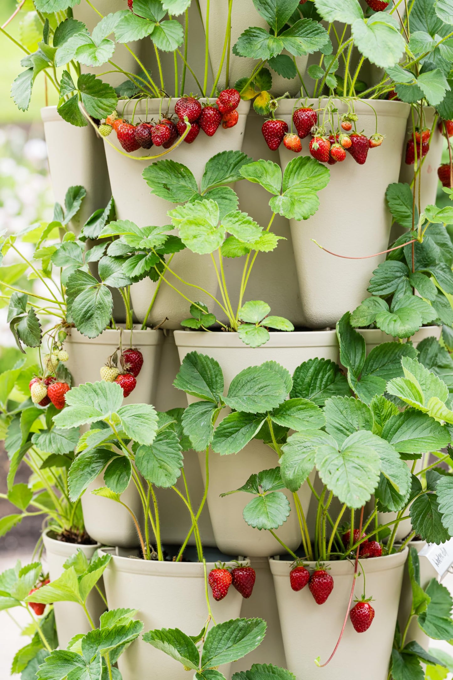 Greenstalk Patented Large 5 Tier Vertical Garden Planter with Patented Internal Watering System Great for Growing a Variety of Strawberries, Vegetables, Herbs, & Flowers (Stunning Stone)
