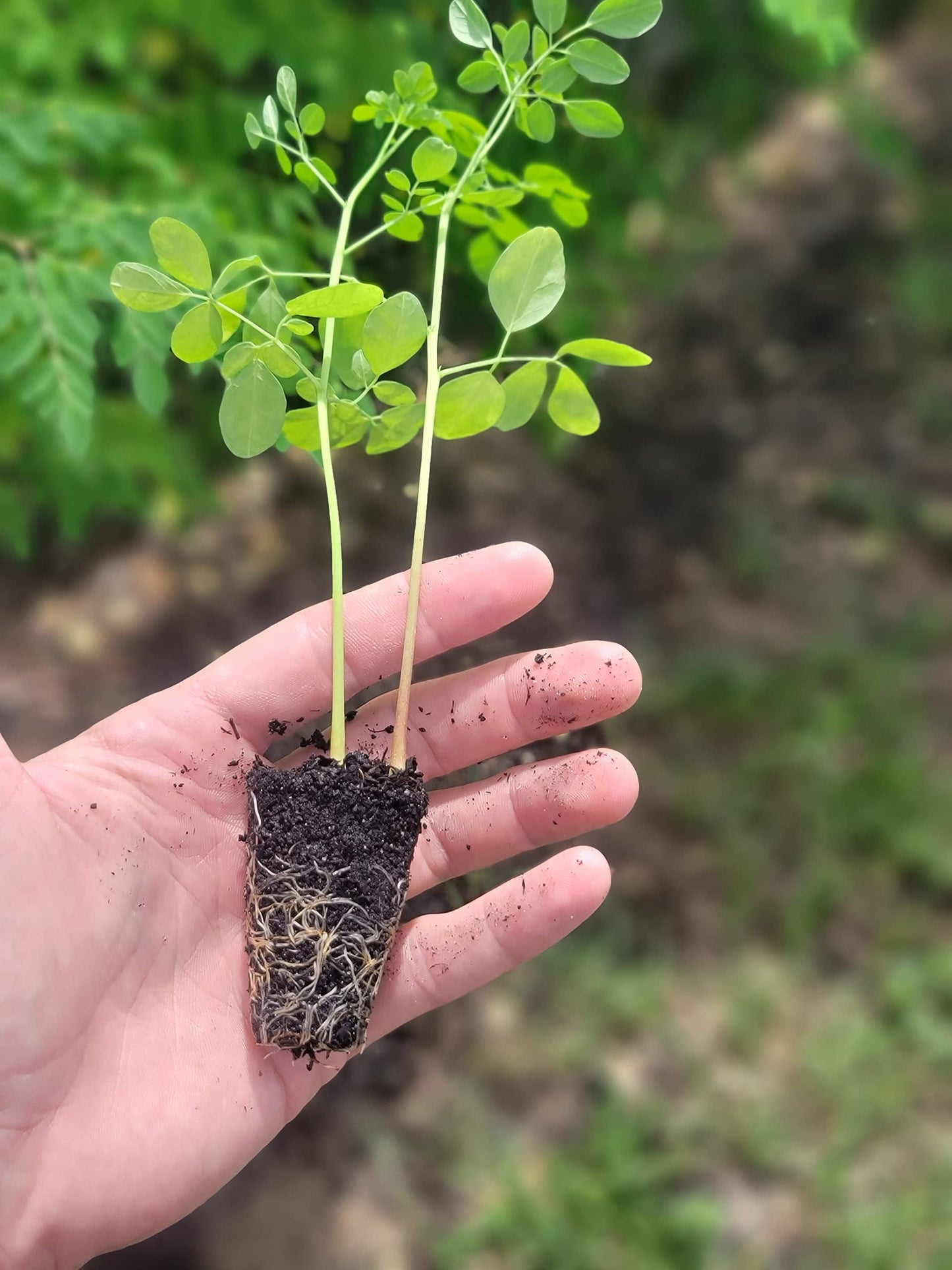 Moringa Plant Live Seedling 6-11" Malunggay Shobhanjana Miracletree drumstick Tree