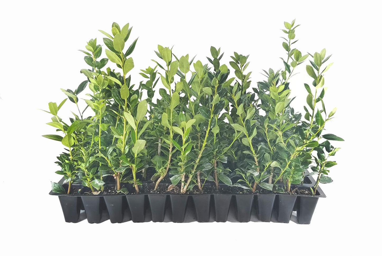 Needlepoint Chinese Holly | 50 Live Plants | Ilex Cornuta | Evergreen Shrub, Low Maintenance, Drought Tolerant, Privacy Hedge, Ornamental Foliage, Year-Round Interest, Landscape Shrub