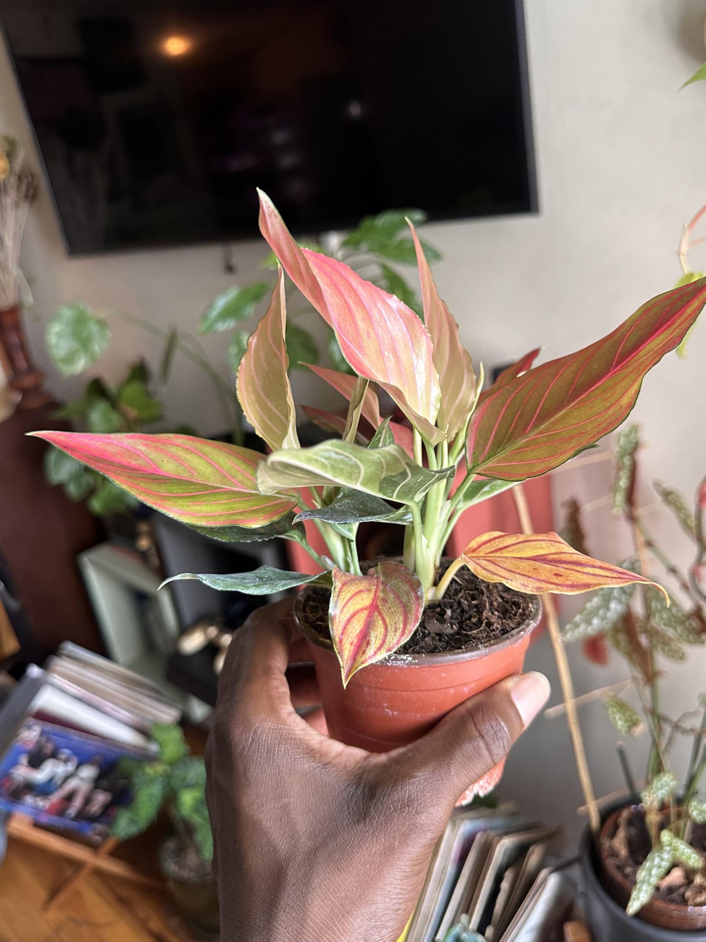 Aglaonema Red Vein Rare - Chinese Evergreen, Live Indoor Tropical Plant, 4 Inch, Pink and Green Variegated Leaves, Low Maintenance Air Purifying Houseplant in Nursery Pot
