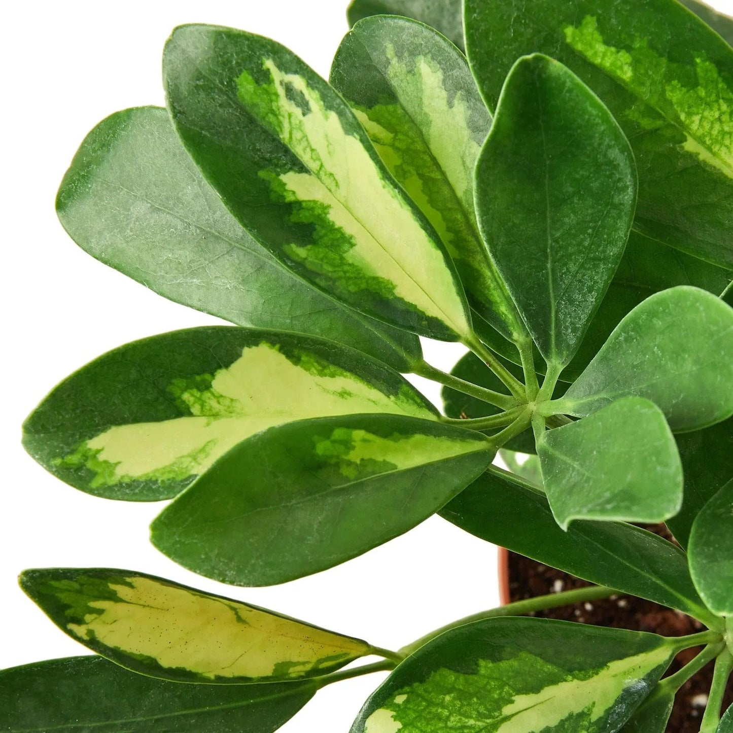 Schefflera Arboricola Variegated 'Umbrella Plant' | Live Plant for Indoor & Outdoor | for Living Room, Office, Bathroom | (4" Pot)