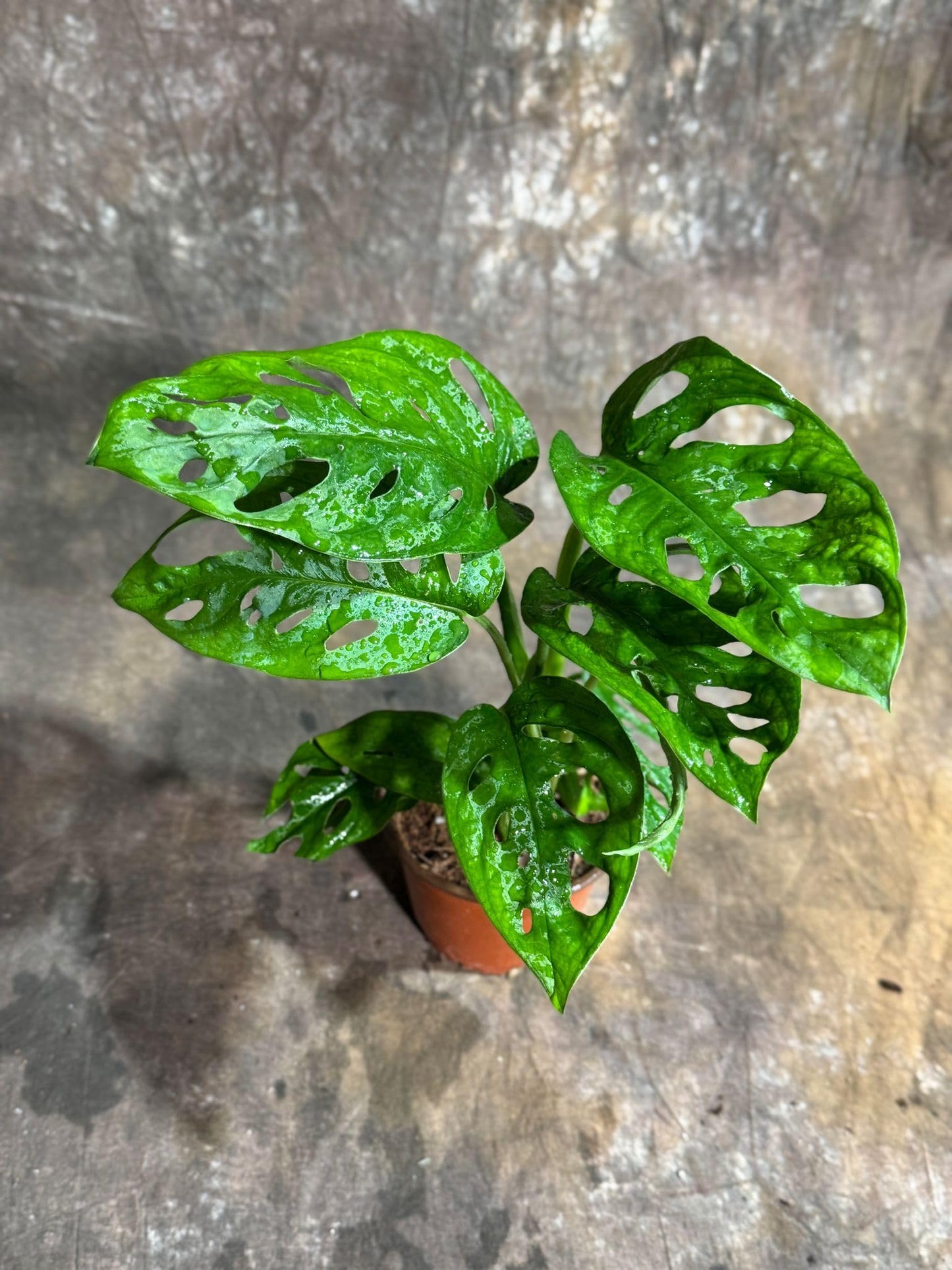 PLANTVERS Monstera Adansonii Swiss Cheese Plant in a 4" Nursery Pot – Live Indoor Monstera Houseplant – Swiss Cheese Vine – Easy Care Plant – Air Purifying Indoor Plant