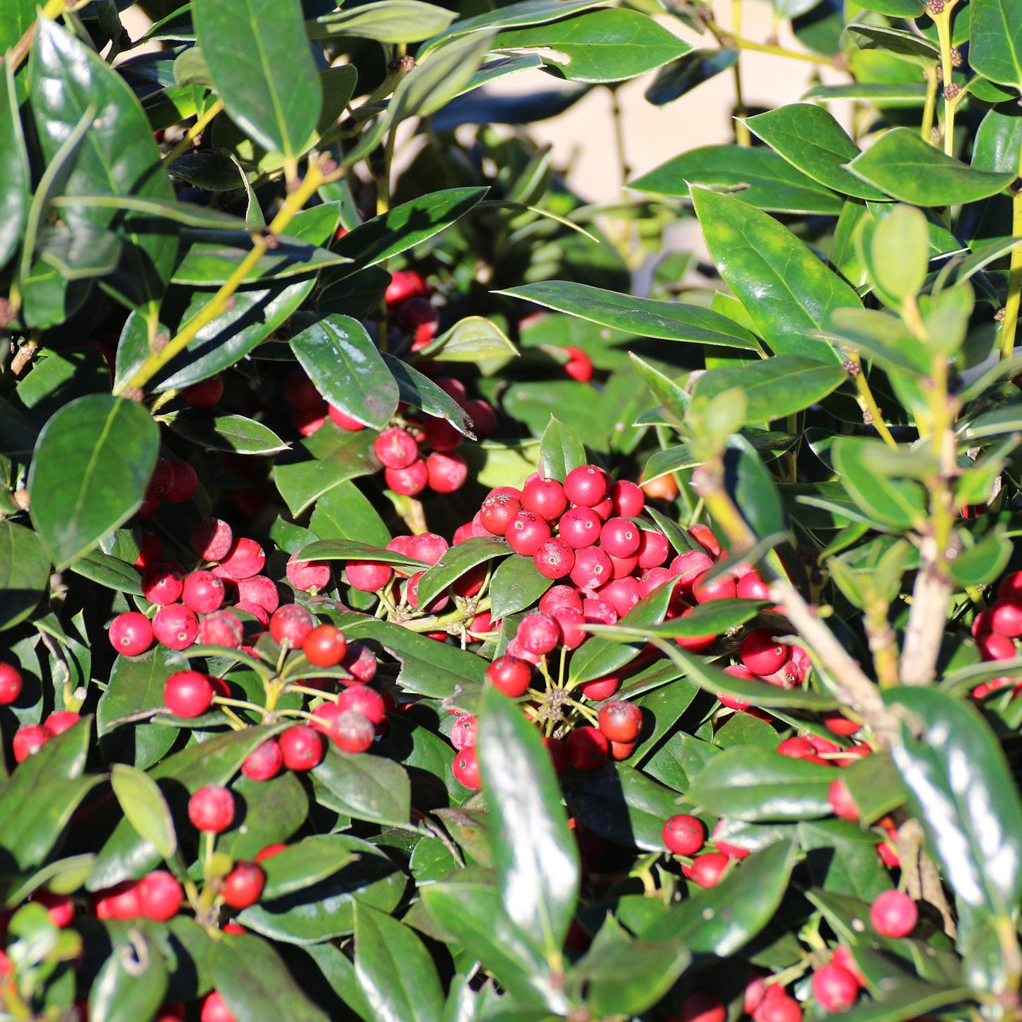 Dwarf Burford Holly 1 Gallon