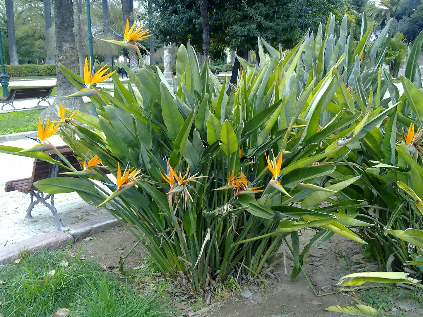 Orange Bird of Paradise - Live Plant in a 3 Gallon Pot - Strelitzia Reginae - Rare and Stunning Tropical Evergreen Plant