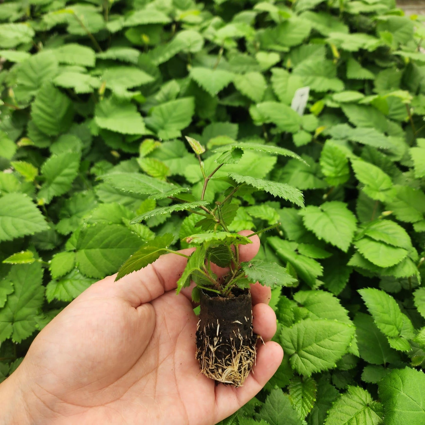 Blackberry Plant Collection (4 Pack) Live Fruit Plants for Planting | 4 Different Varieties for a Continuous Harvest | Thornless & Thorny Mix| Large, Sweet & Juicy Berries |Perfect for Organic Gardens
