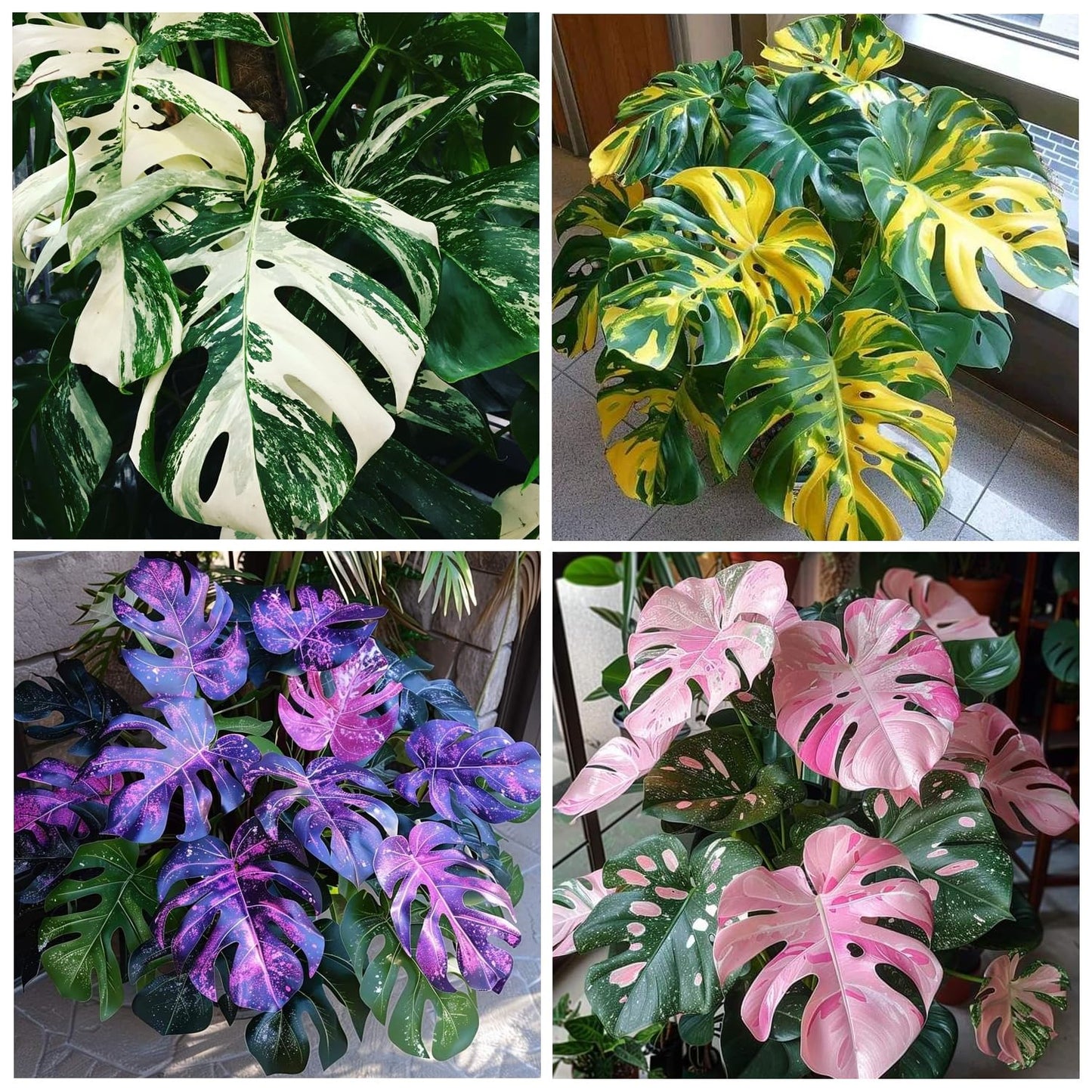 300+ Monstera Deliciosa Seeds for Planting Outdoor-Grow Your Own Rare Indoor Garden