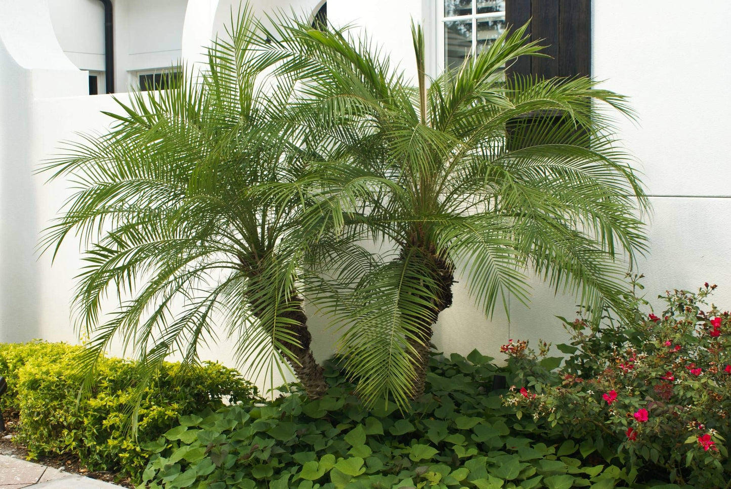 Phoenix Roebelenii Palm | Extra Large Trade 3 Gallon Plant | Phoenix Roebelenii | Tropical Foliage, Low Maintenance, Indoor Outdoor Decor, Air Purifying, Fast Growing, Ornamental Shade Tolerant