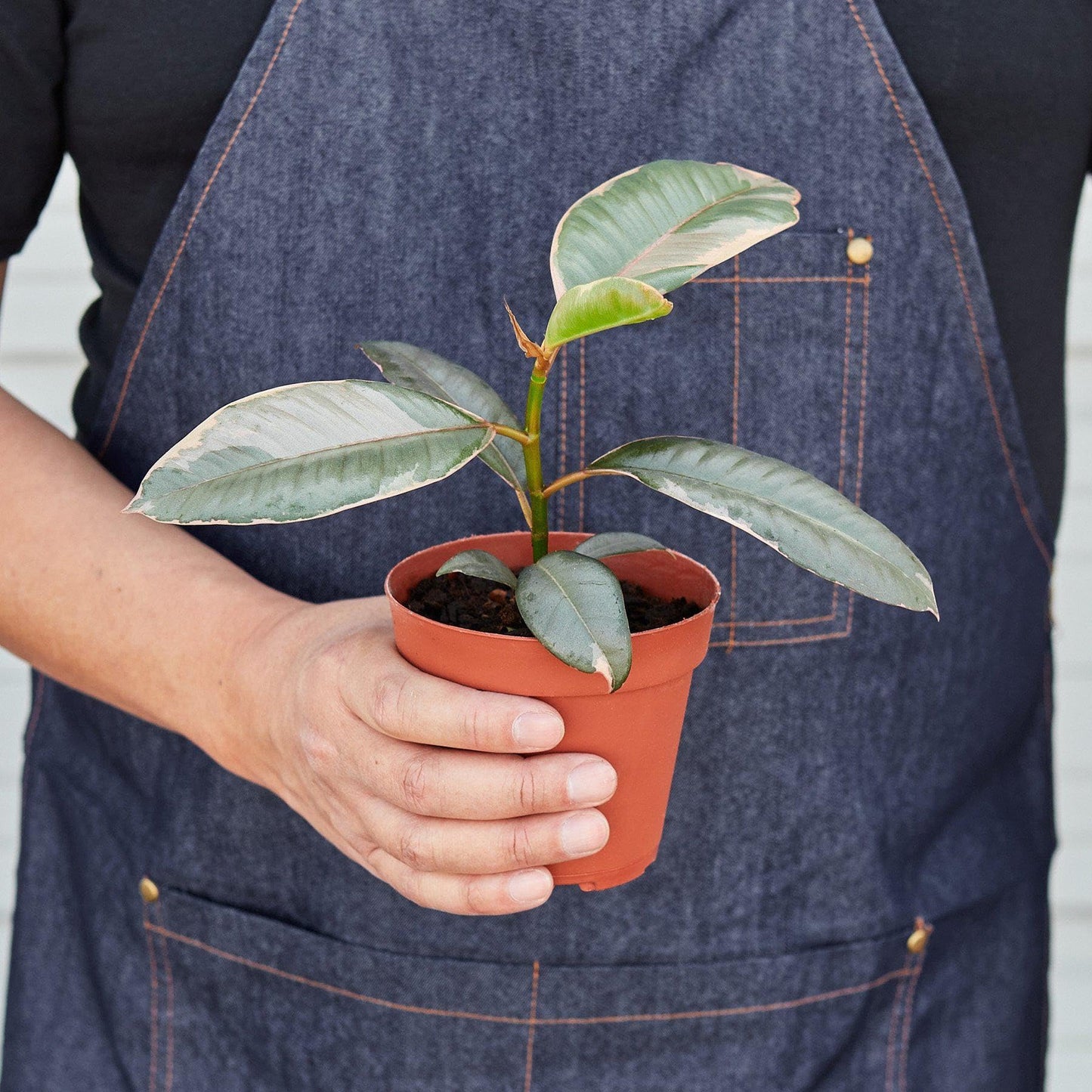 Ficus Elastica 'Ruby Pink' | Live Plant for Indoor & Outdoor | for Living Room, Office, Bathroom | (4" Pot)