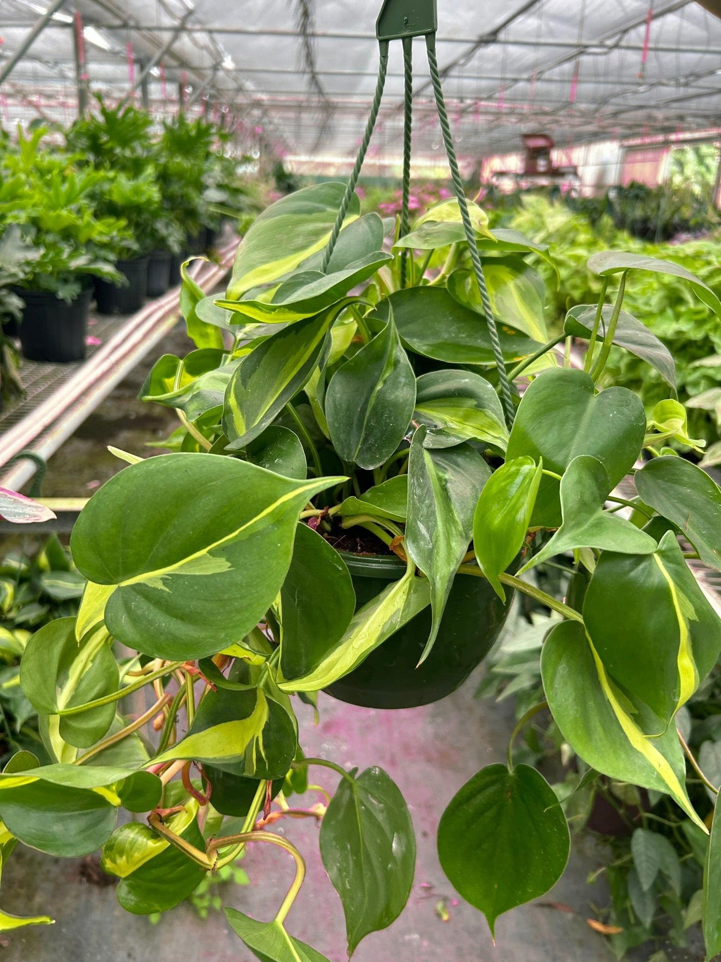 7 Pack Philodendron 'Brasil' in 3in Pot - Live Tropical Houseplant - Easy to Grow | Air Purifying | Variegated | USA Growers | The Snobby Leaf