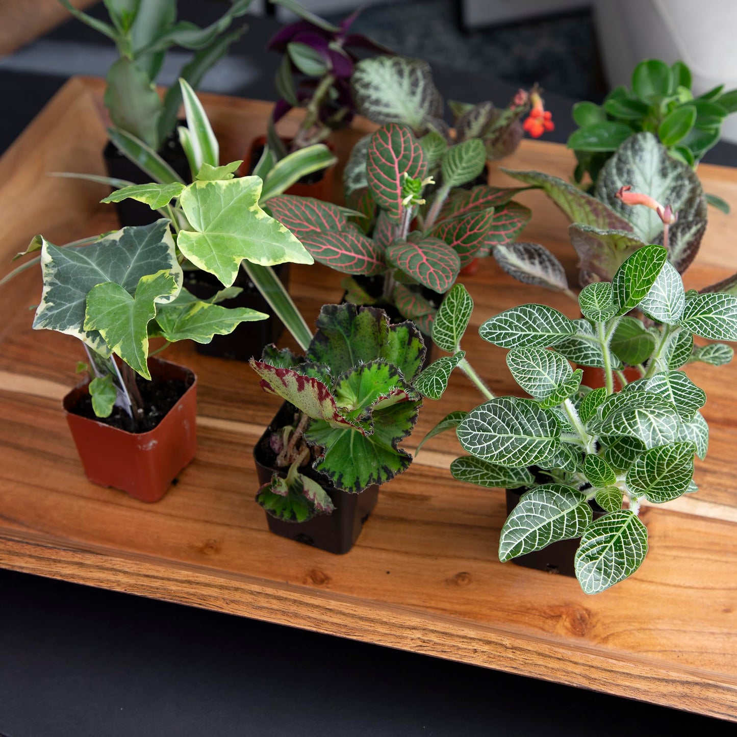 Altman Plants Live Houseplants (12PK), Indoor Plants for Delivery Prime, Live Plants and Gardening Gifts for Plant Lovers, Planters for Indoor Plants with Potting Soil, Live House Plants Indoors Live