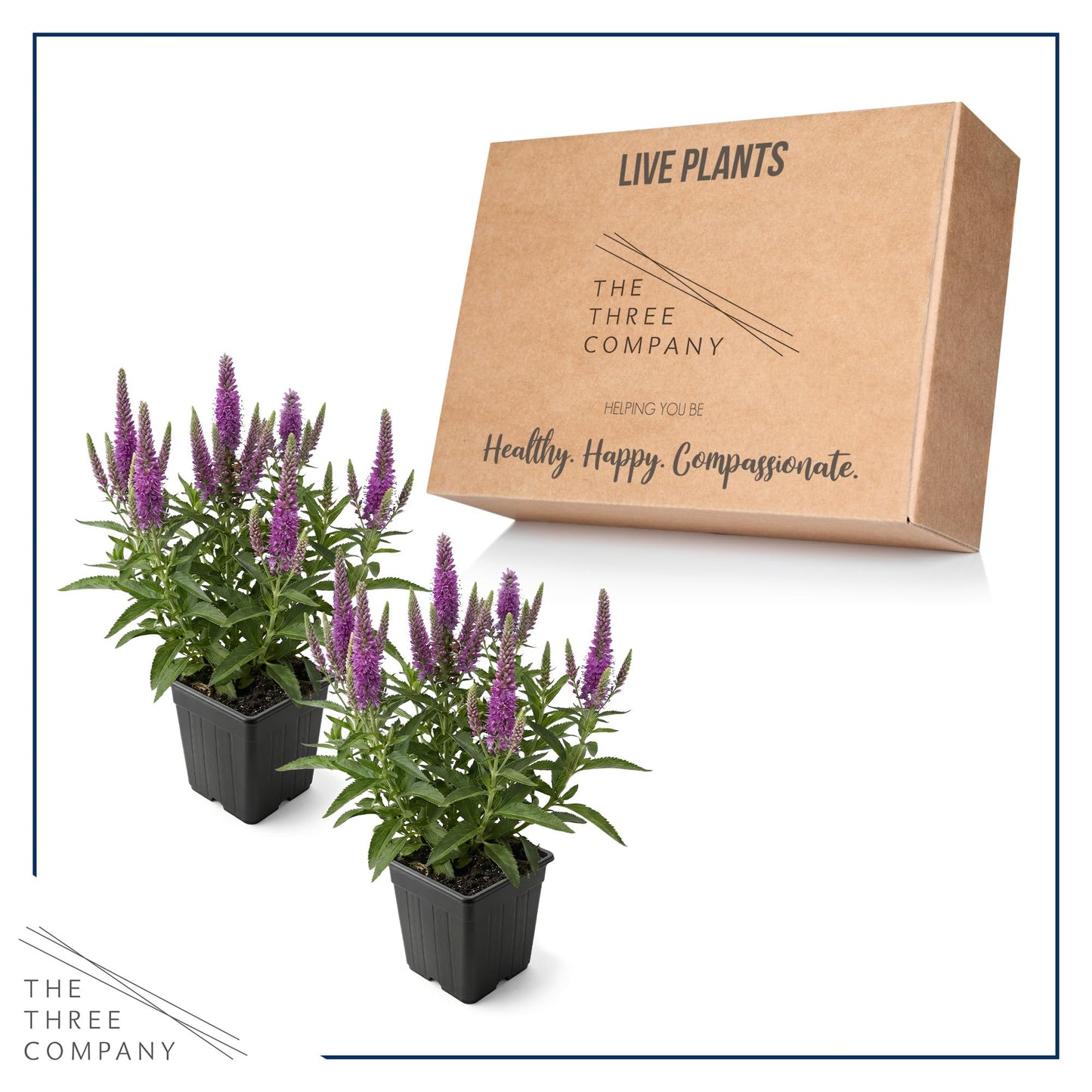 Live Veronica Speedwell 2-Pack – Skyward Lilac – Upright Sun Perennial, Pollinator Friendly, 10” Tall, 1 Qt Pot