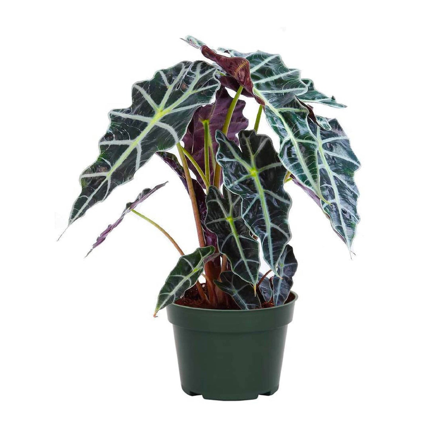 American Plant Exchange Alocasia Polly African Mask – 6-Inch with Pot – Live Easy Care Tropical Houseplant, Air Purifying Foliage for Home, Office, or Indoor Garden Decor