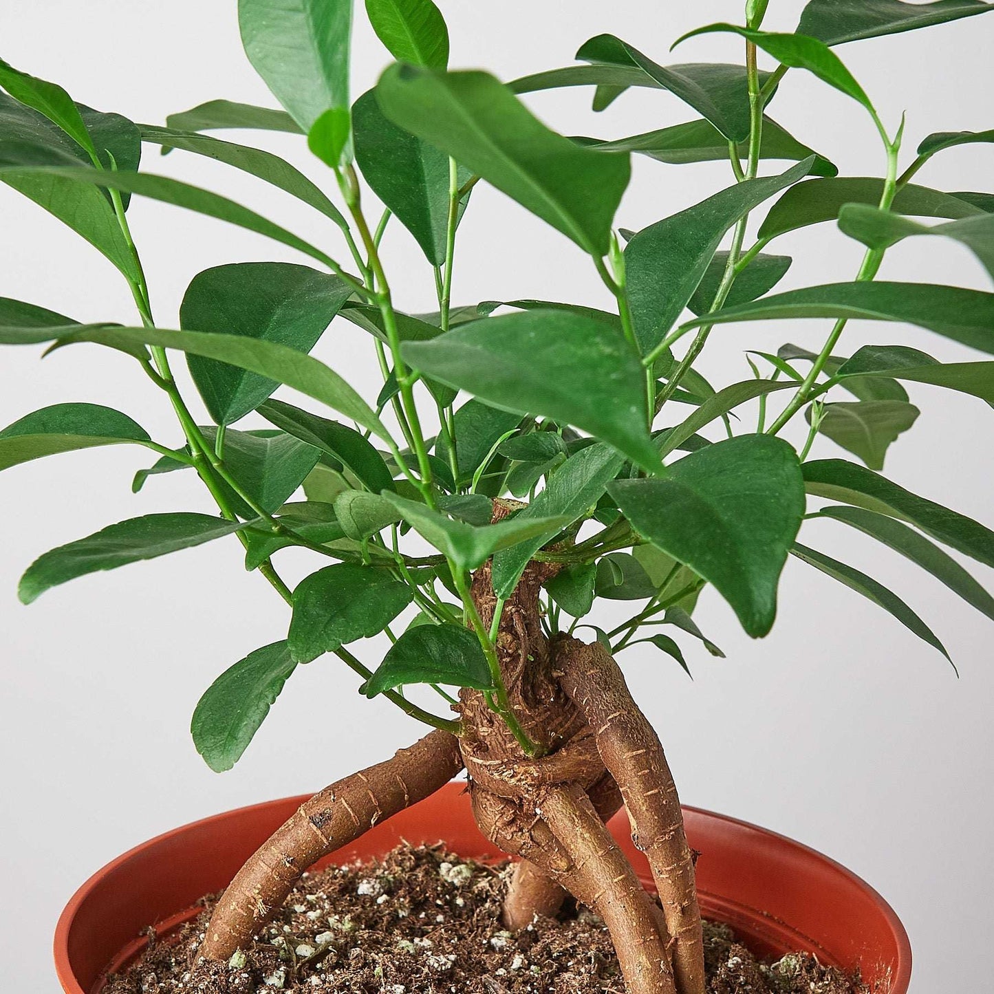 Ficus 'Ginseng' Live Plant for Indoor | Different Houseplants in 4'' & 6'' Pot | Real House Plant for Living Room, Office, Desk & Bathroom | Pot-Bellied Ficus