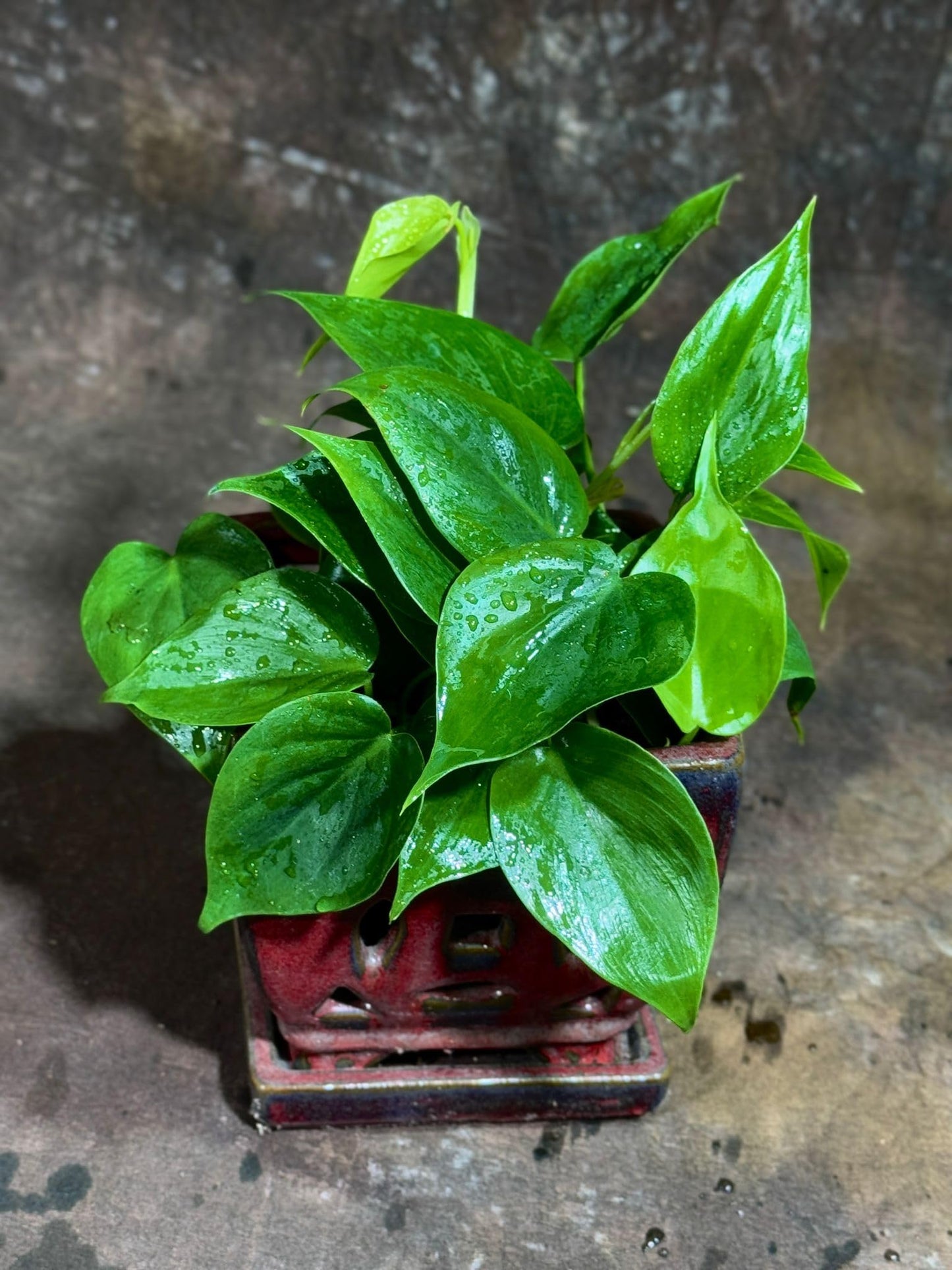 PLANTVERS Jade Philodendron in a 4" Nursery Pot – Philodendron Cordatum – Heartleaf Green Plant – Easy Care Vining Houseplant – Low Light Indoor Plant – Air Purifying Plant