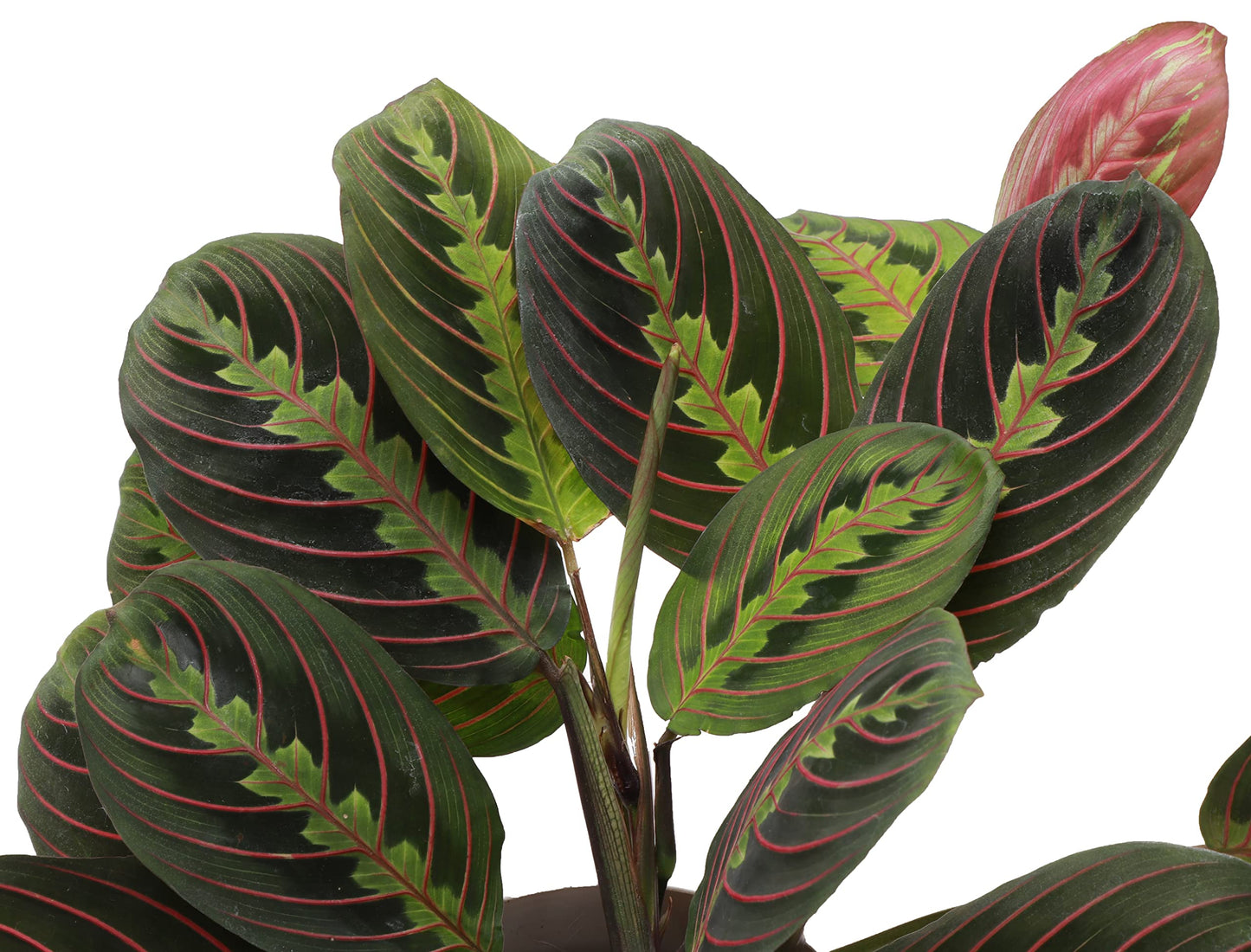 Thorsen's Greenhouse Prayer Plants Set of 2, Maranta leuconeura, Pet Safe, Low Light, Live Indoor Plants, 4" Diameter Plants, Classic Pots (Brushed Silver)