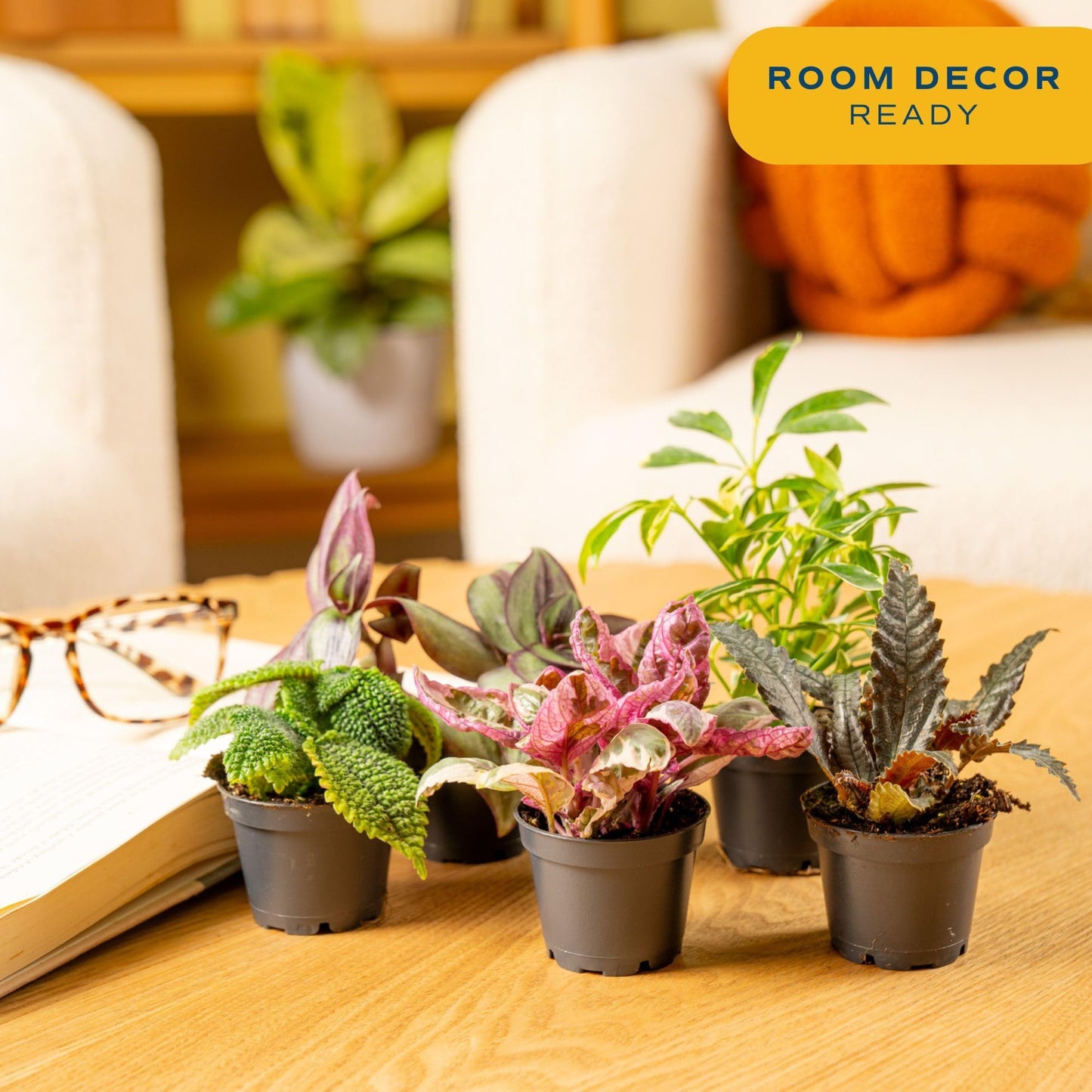 Costa Farms Live Mini Indoor Plants in Plastic Pots, Easy to Maintain, Air Purifying Houseplants, Home, Room, or Office Decor, House Warming or Birthday Gift, 4-6 Inches Tall, Pack of 6