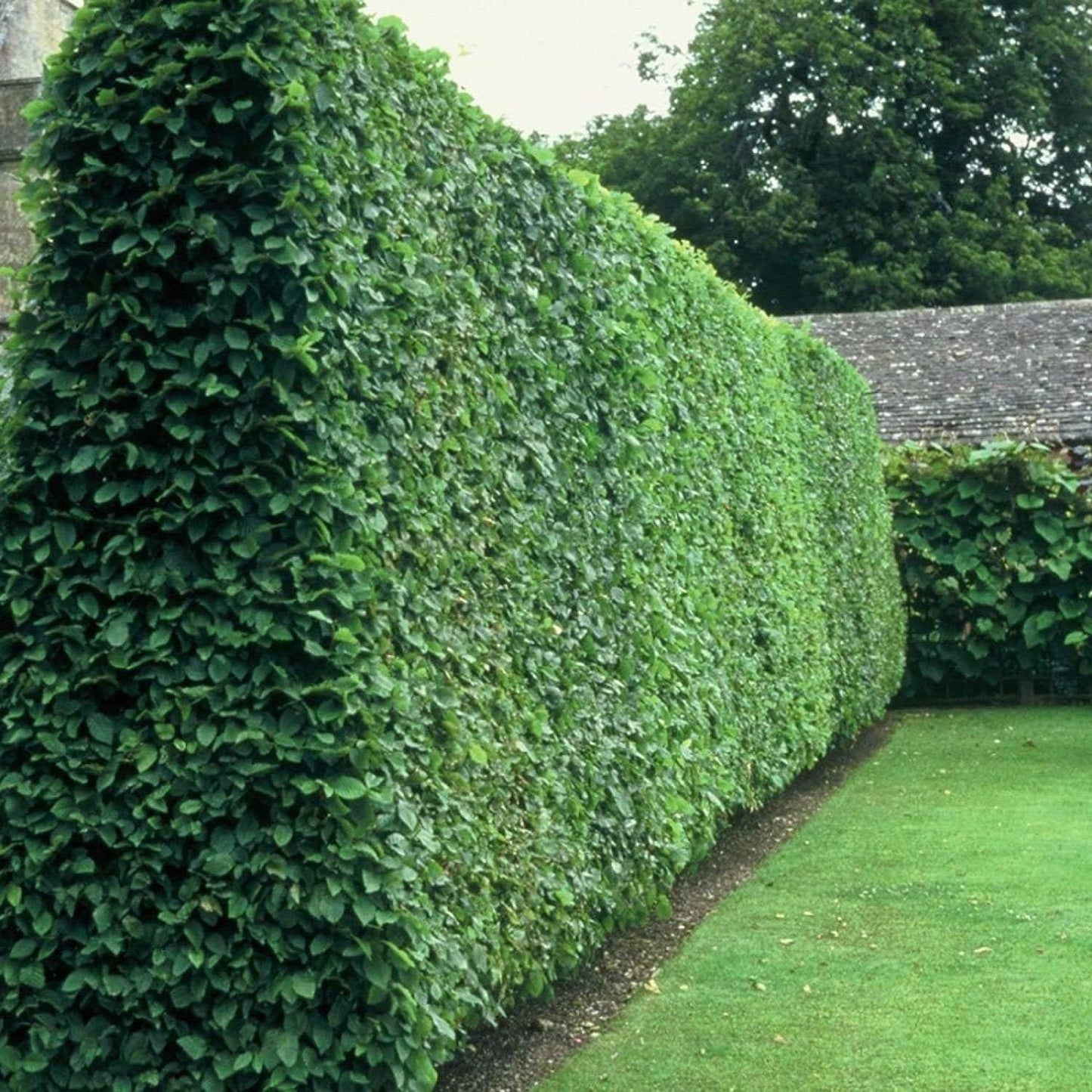 Curled Leaf Privet | 1 Live Quart Size Plant | Ligustrum Japonicum Recurvifolium, Evergreen Flowering Privacy Hedge, Ornamental Shrub for Lush Landscapes