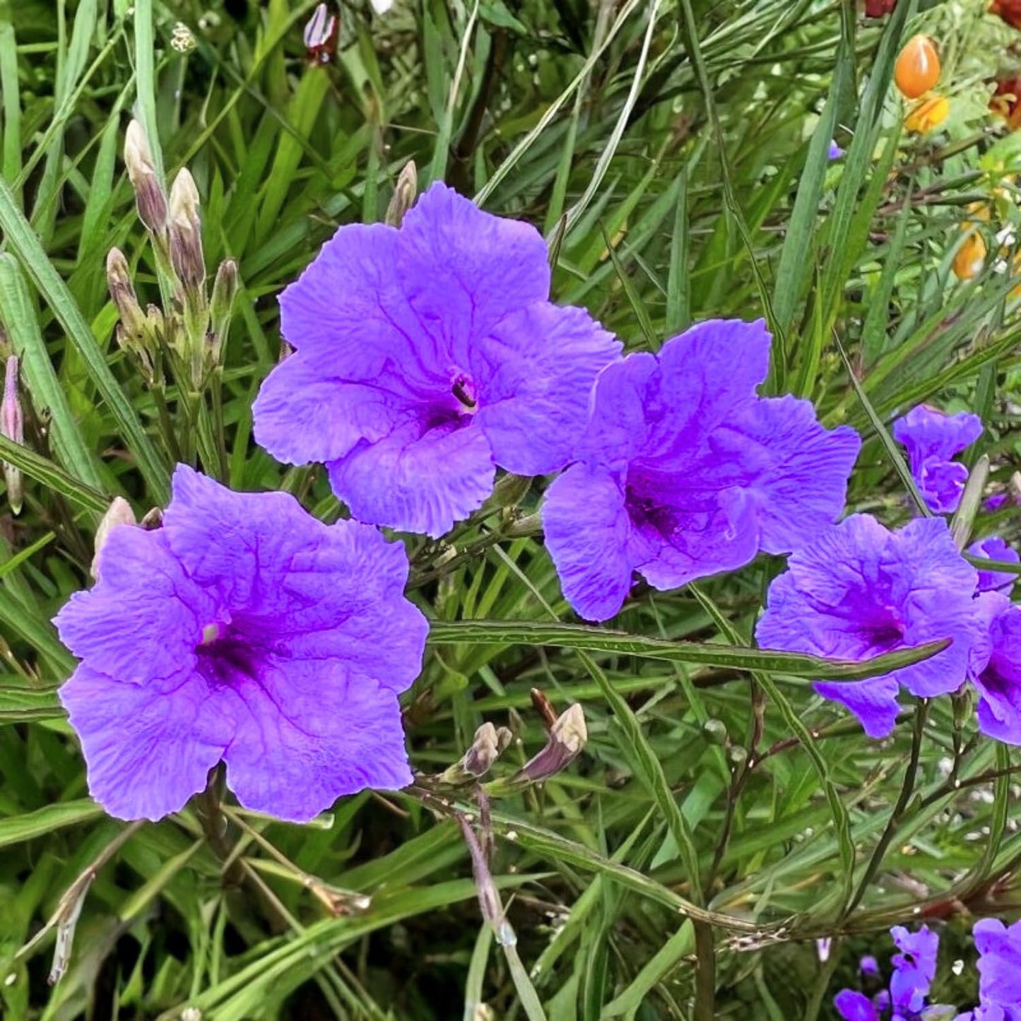 6 Mexican Petunia Live Plants, Vibrant, Low-Maintenance Perennial Flowers, 4-7 Inches, Garden or Containers Growing (Purple Showers)