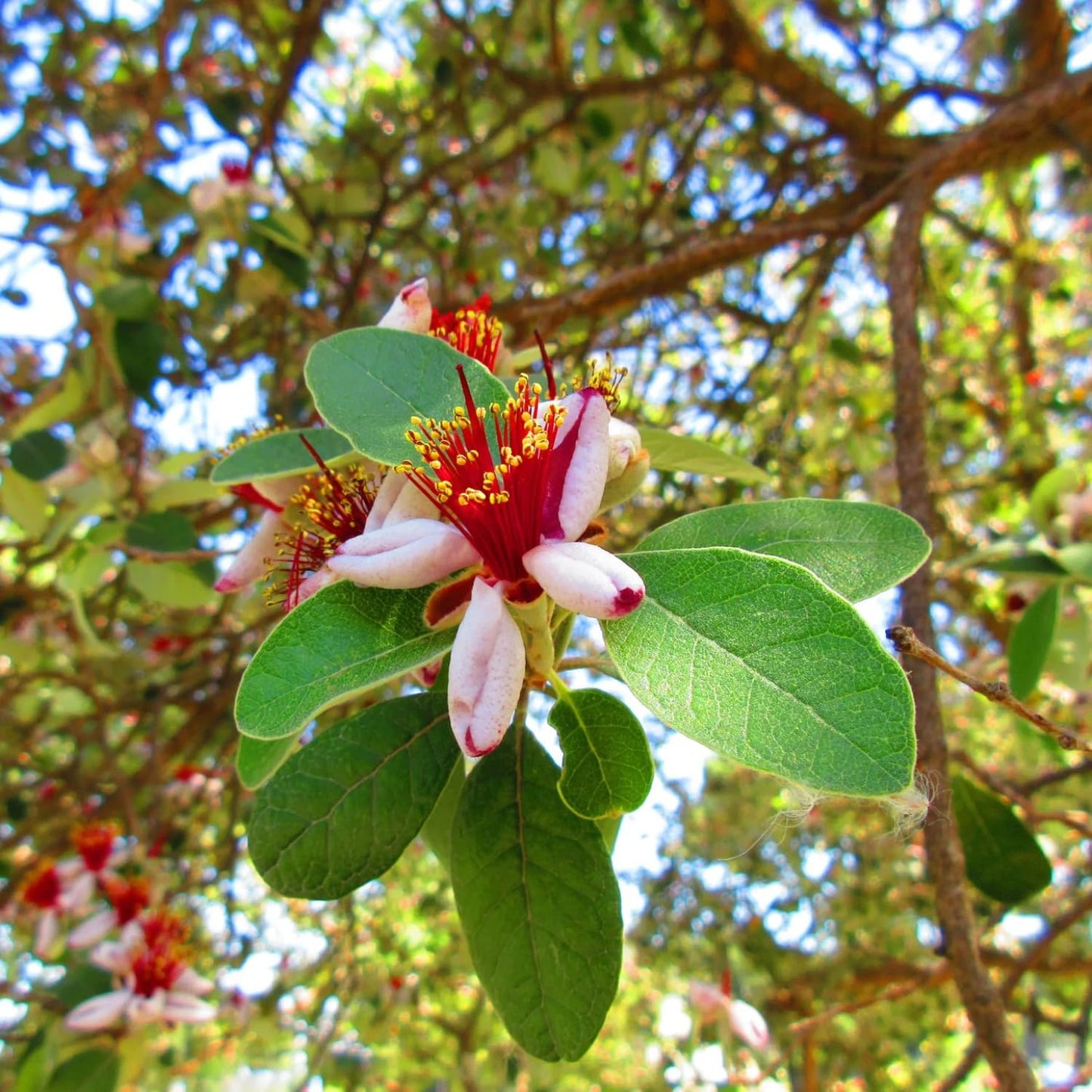 Pack 2 Pineapple Guava Plants Live, 4-8 Inches Tall Starter Plants