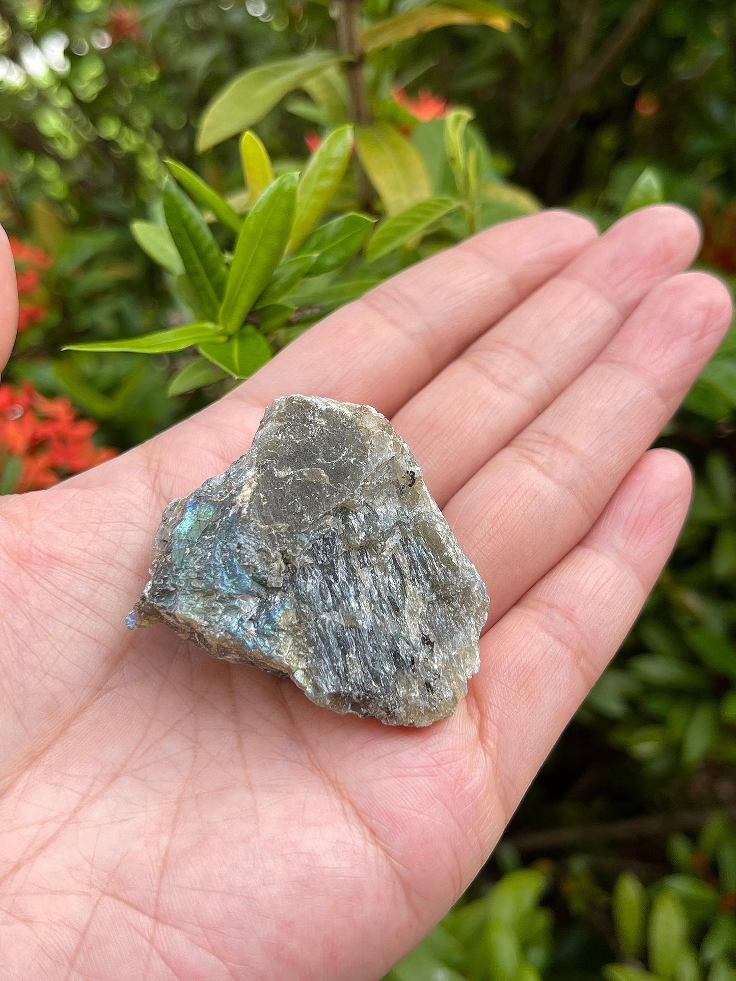 GAF TREASURES 1 Pound Raw Labradorite - Natural Labradorite Stone, Natural Rough Labradorite, Labradorite Rough, Labradorite Rocks (Labradorite)