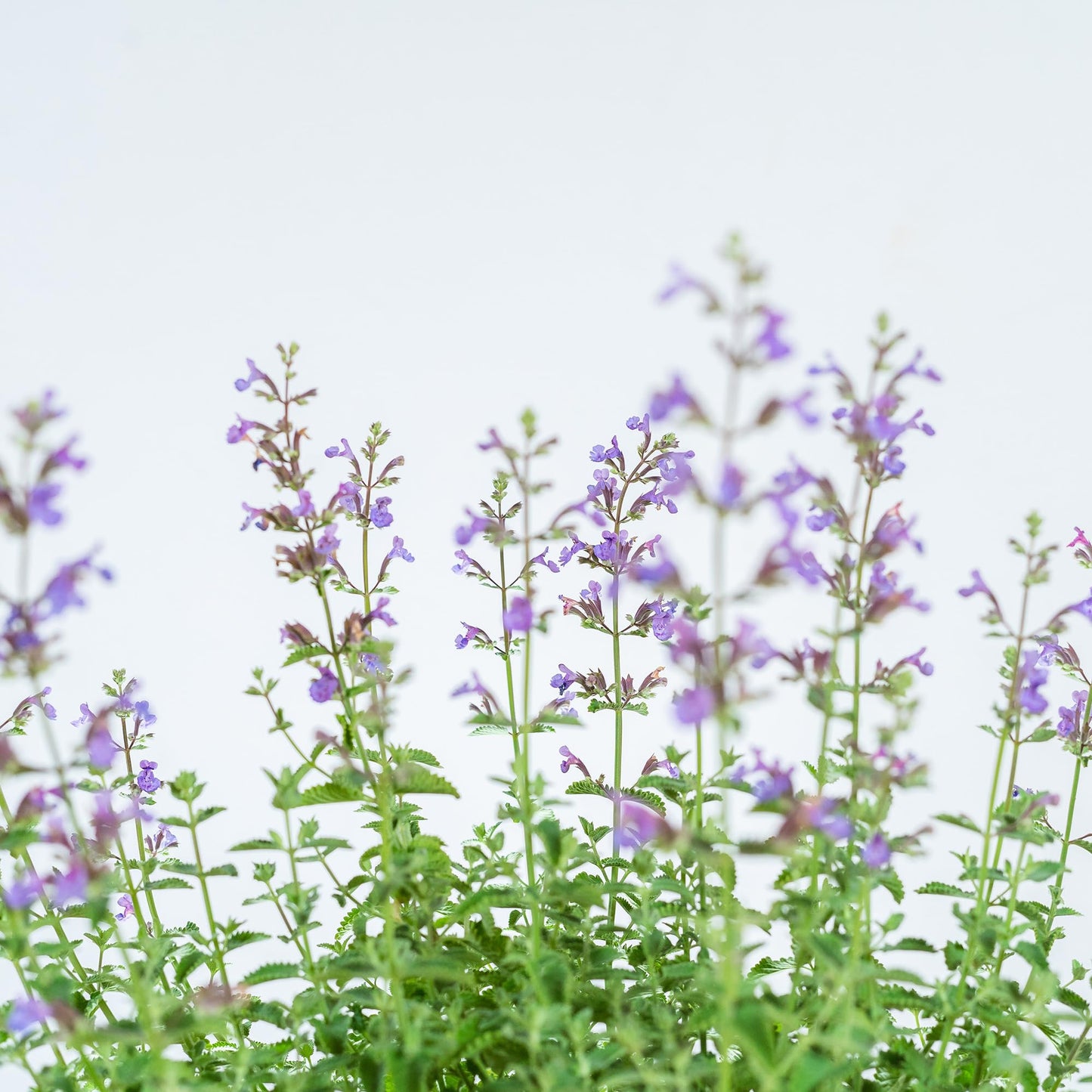 Perfect Plants Nepeta 'Walker's Low' 1 Gallon | Live Shrub for Summer Flowers | Drought Tolerant Perennial