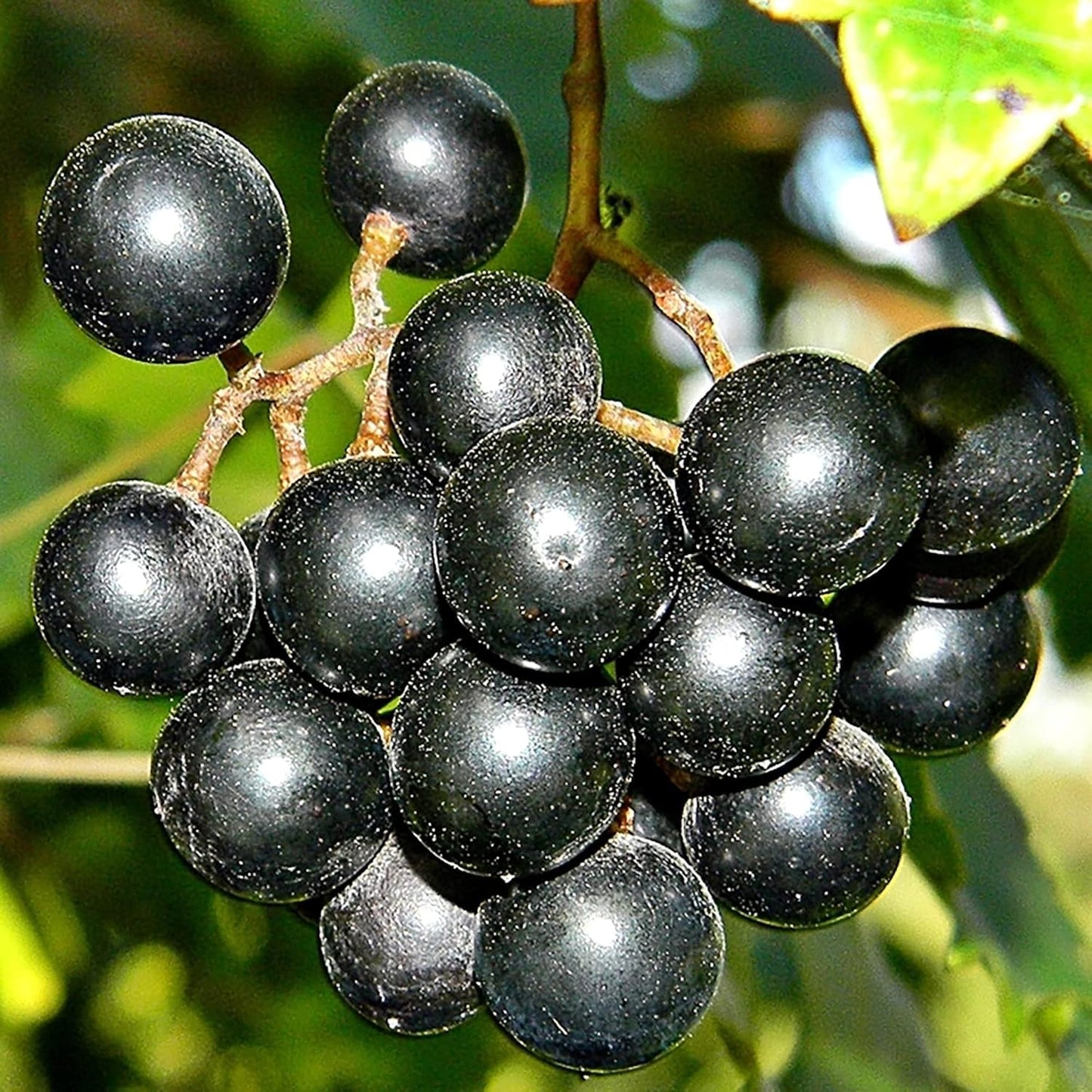 Muscadine Grape Vine - 3-6" Tall Live Plant - Sweet, Hardy Fruit Grape Climbing Vine for Backyard Trellis, Fence - Vitis rotundifolia