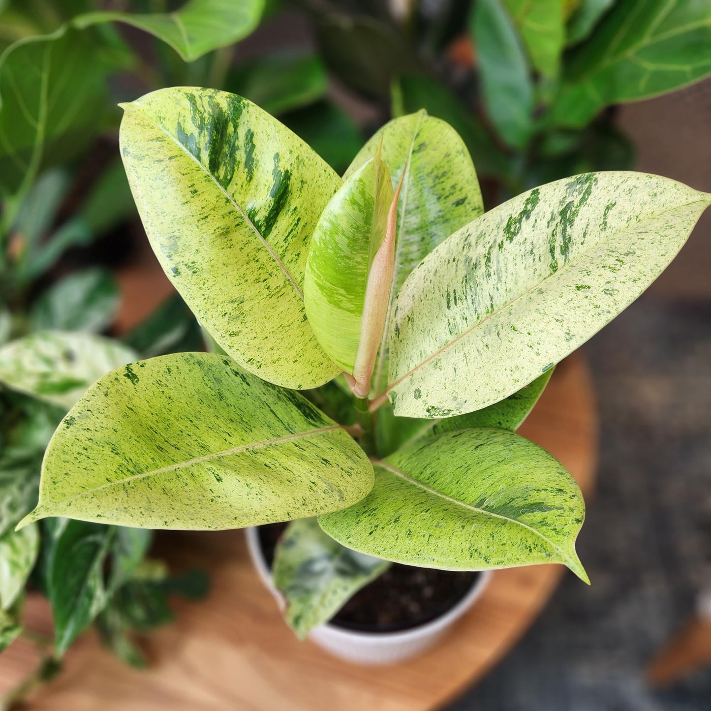 Ficus Shivereana 'Moonshine', Rare Rubber Trees, Unique Live Houseplant Decor in 6" White Pot, Easy Gift, Variegated Live Ficus Houseplants, Office & Decorative Plants by Plants for Pets
